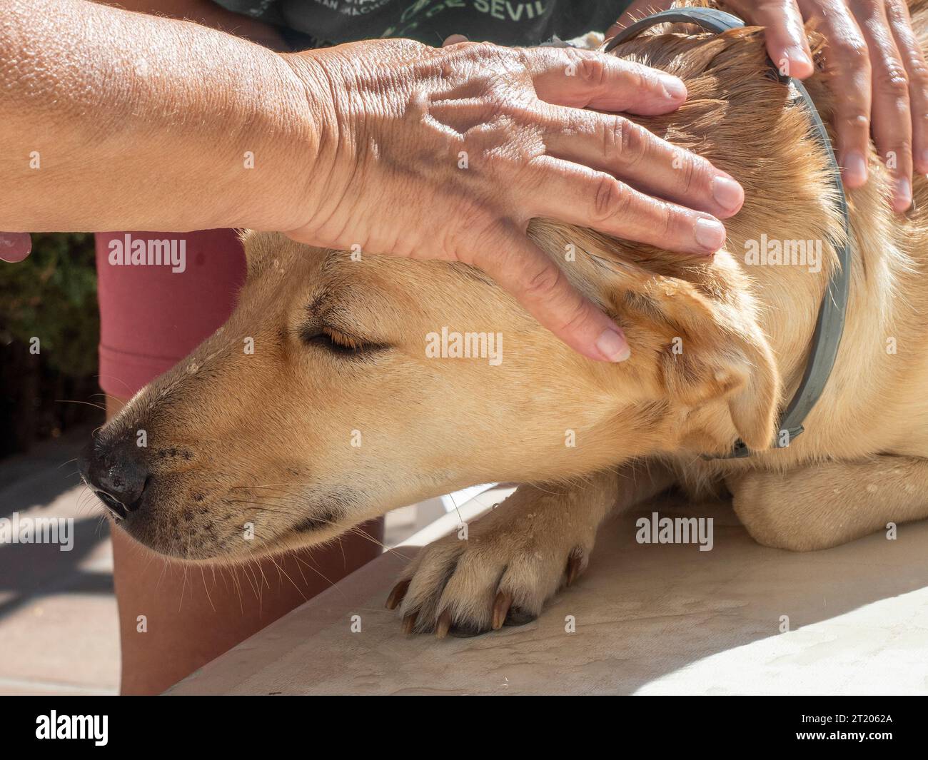 Labrador Hund im Bad mit seiner Geliebten Stockfoto