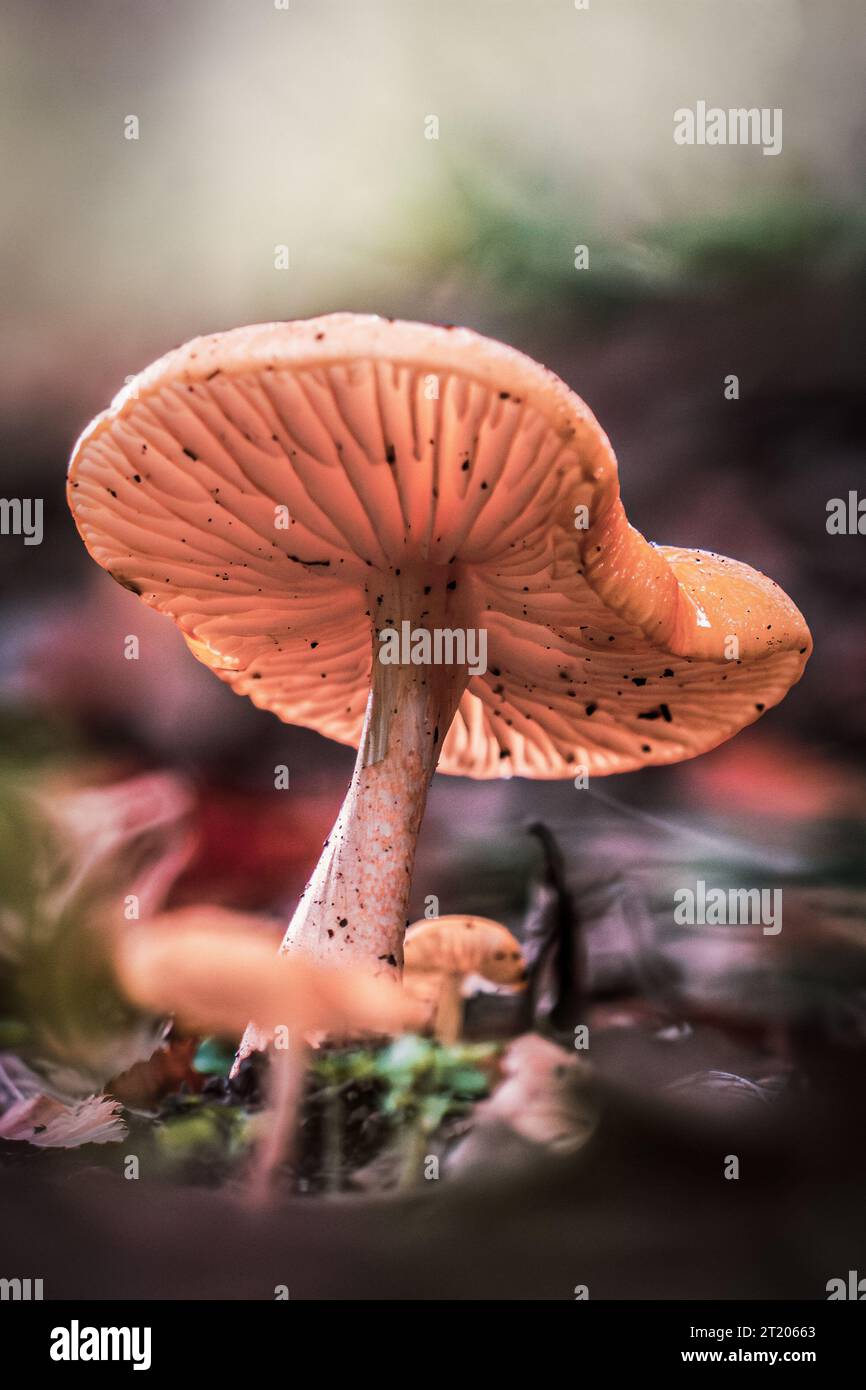 Ein Makrofoto einer Art Pilz im Wald. Stockfoto