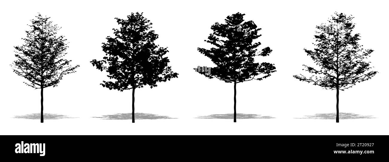 Set oder Sammlung von amerikanischer Sycamore als schwarze Silhouette auf weißem Hintergrund. Konzept- oder konzeptionelle 3D-Illustration für Natur, Planet, Ökologie und Stockfoto