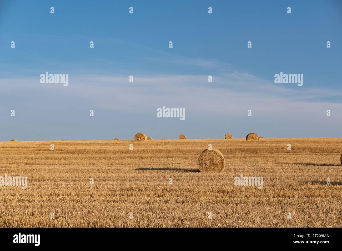 Strohballen auf abgeernteten Feld mit vielen Heuballen im Horizont und blauer Himmel Stockfoto