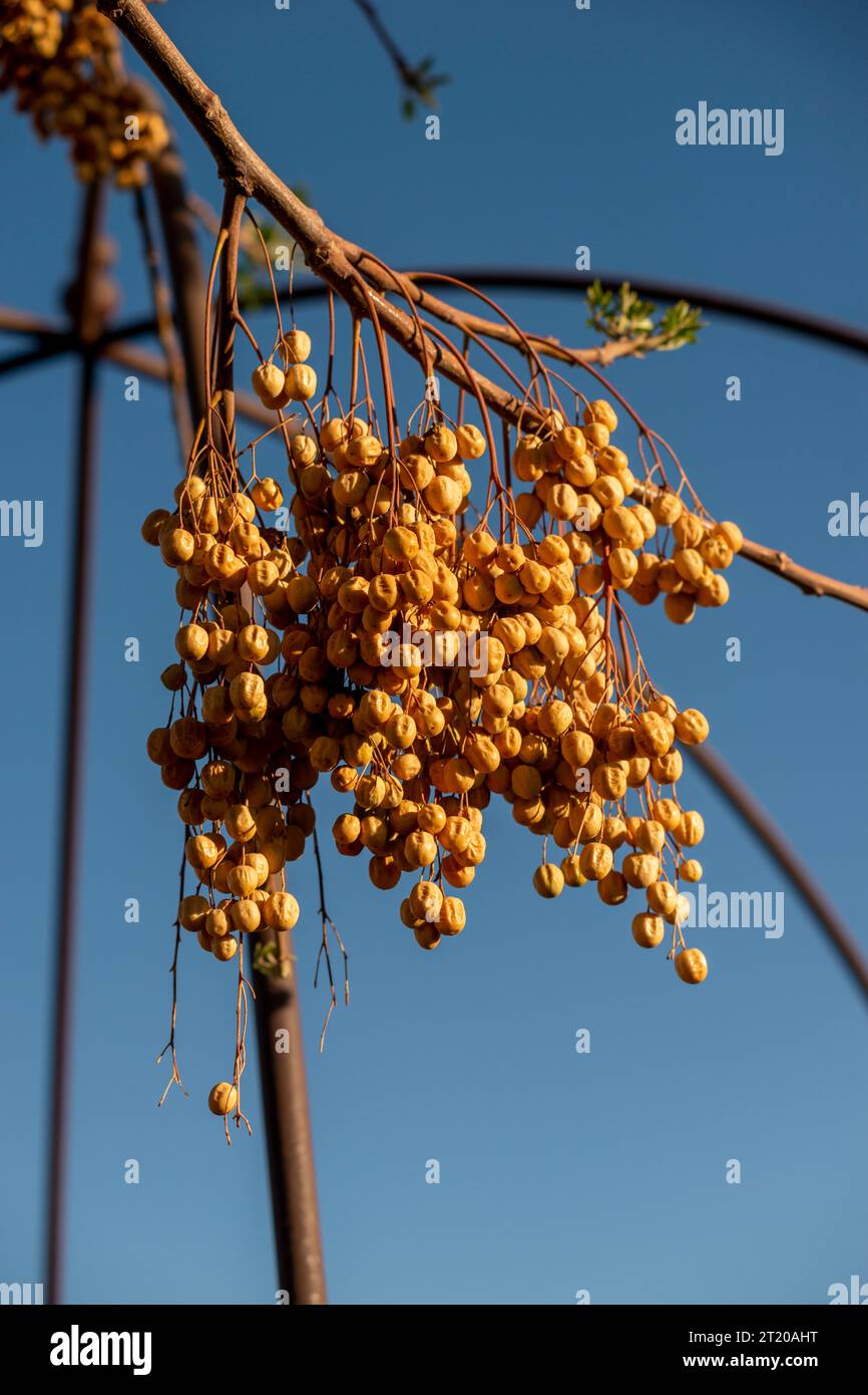 Wüstenbaumzweig mit hellgelben Beeren gegen blauen Himmel am Abend Stockfoto