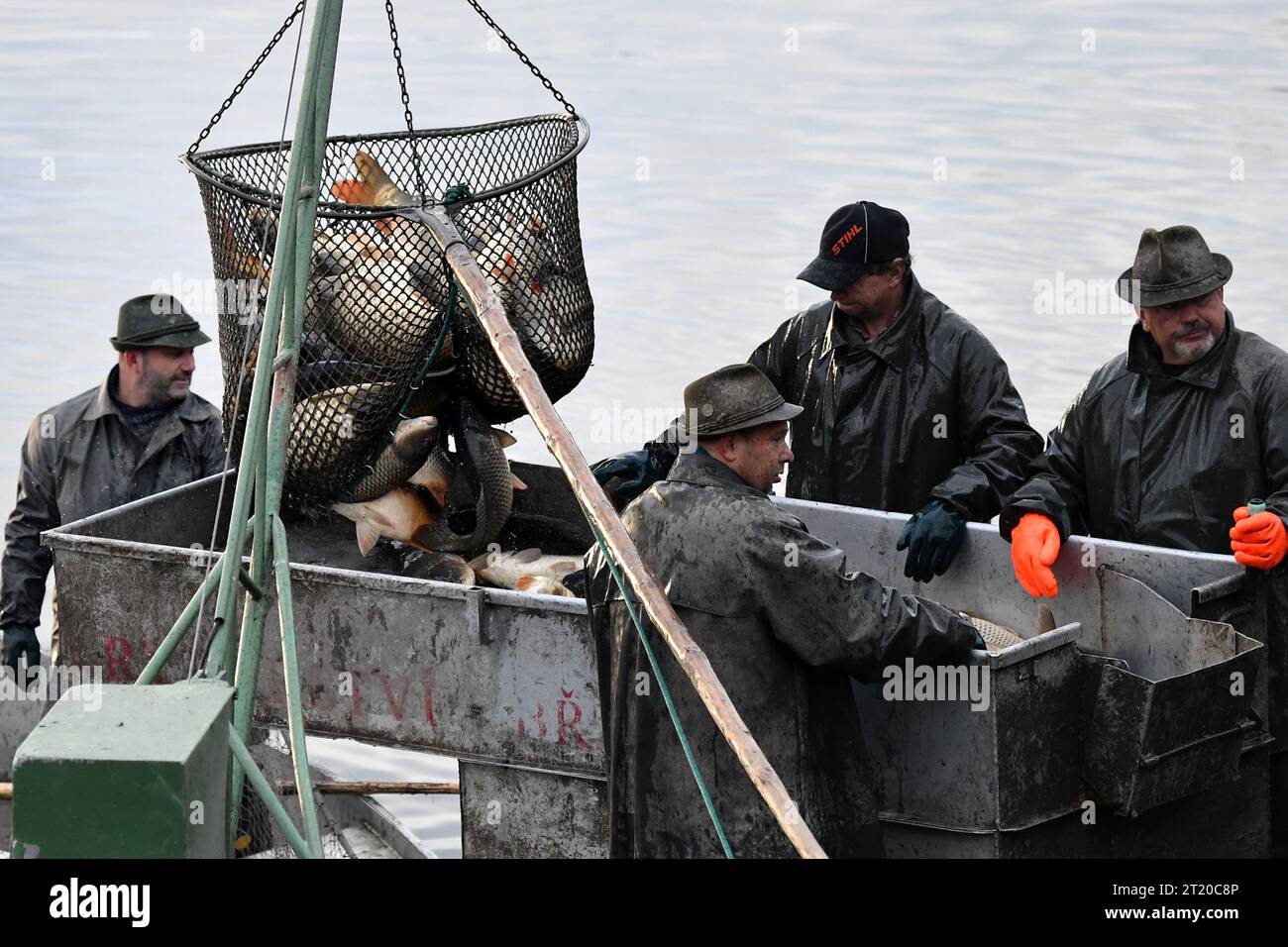 Brezina, Tschechische Republik. Am 16. Oktober 2023 zogen Fischer während des traditionellen Karpfenhols im Zabakor-Teich in Brezina in der Tschechischen Republik Fischen aus einem Teich. Der Karpfentransport findet einmal im Jahr in der Herbstzeit statt. In der Tschechischen Republik ist die traditionelle Jagdmethode. Karpfen bleiben am Leben, bis sie 3-4 Tage vor Weihnachten am 24. Dezember verkauft werden können. Karpfen ist ein traditionelles und delikates Weihnachtsessen. Der Zabakor Teich ist mit einer Fläche von 45 Hektar der größte Teich im Landschaftsschutzgebiet des Böhmischen Paradieses (Bild: © Slavek Ruta/ZUMA Press Wire/Alamy Live News) Stockfoto