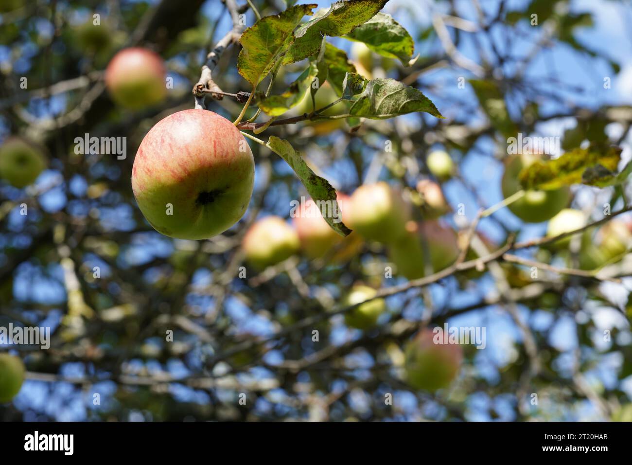 Apfel hängt an einem Apfelbaum. Auf dem Hintergrund befinden sich unscharfe Äste, Blätter und Apfelfrüchte. Stockfoto