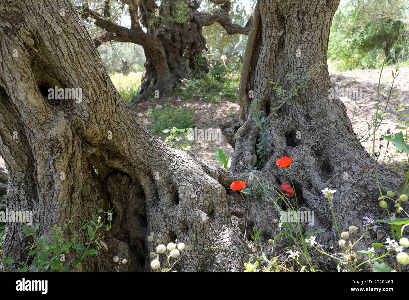 2000 Jahre alter Olivenbaum, Milas, Trkei Stockfotografie - Alamy