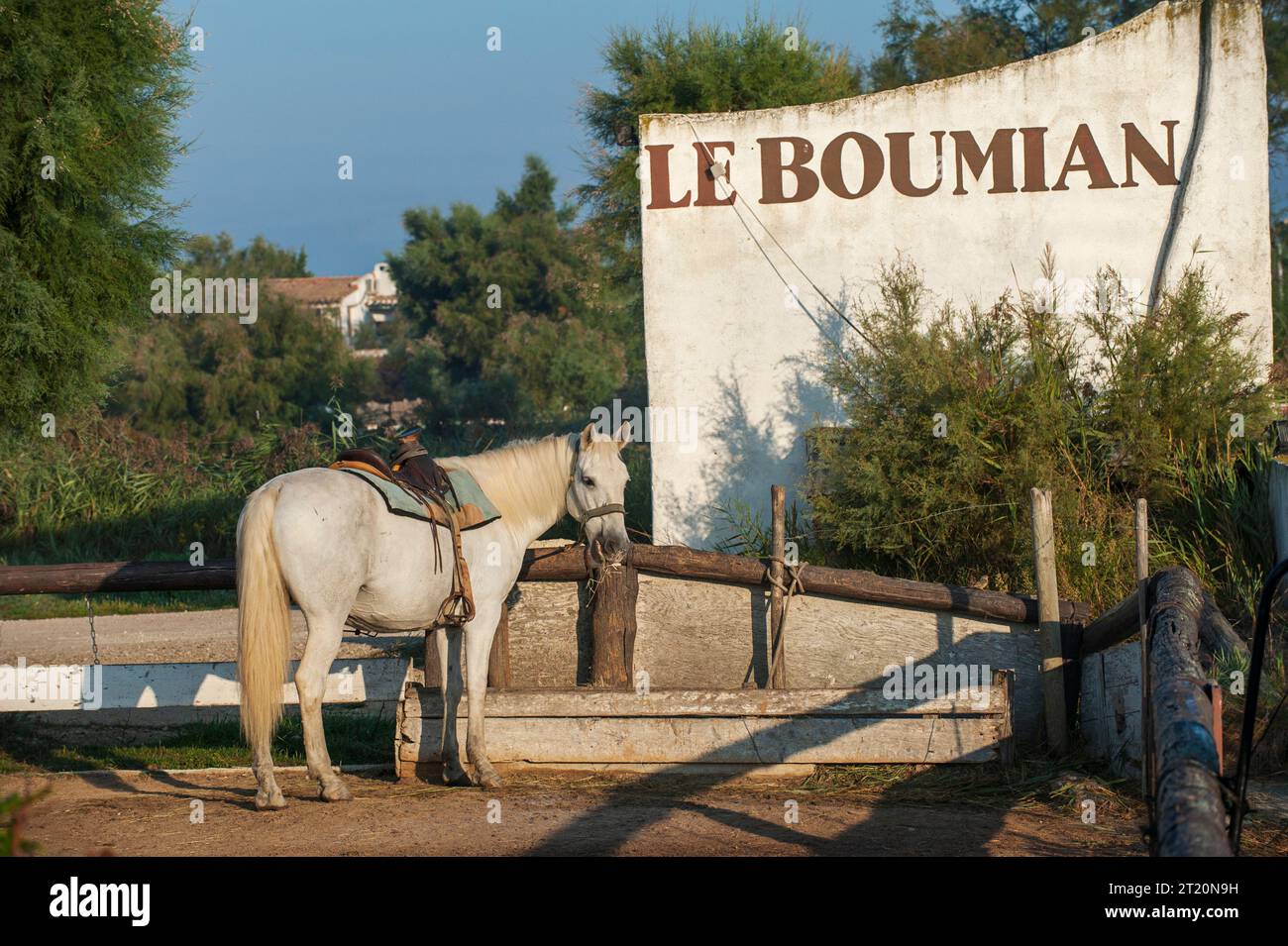 Weißes Pferd der Camargue, gesattelt vor dem Bauernhof 'Le Boumian' Stockfoto