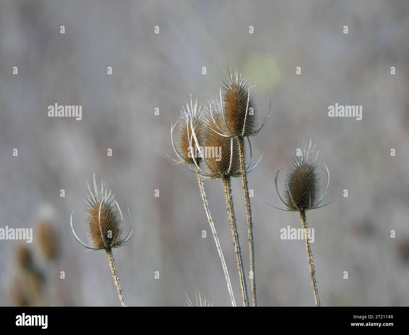 Braune Fruchtspitzen der wilden Karde (Dipsacus fullonum) im Herbst vor violettem Hintergrund Stockfoto