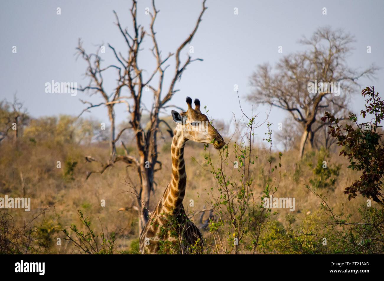 Eine wunderschöne junge Giraffe posiert für ein Foto. Stockfoto