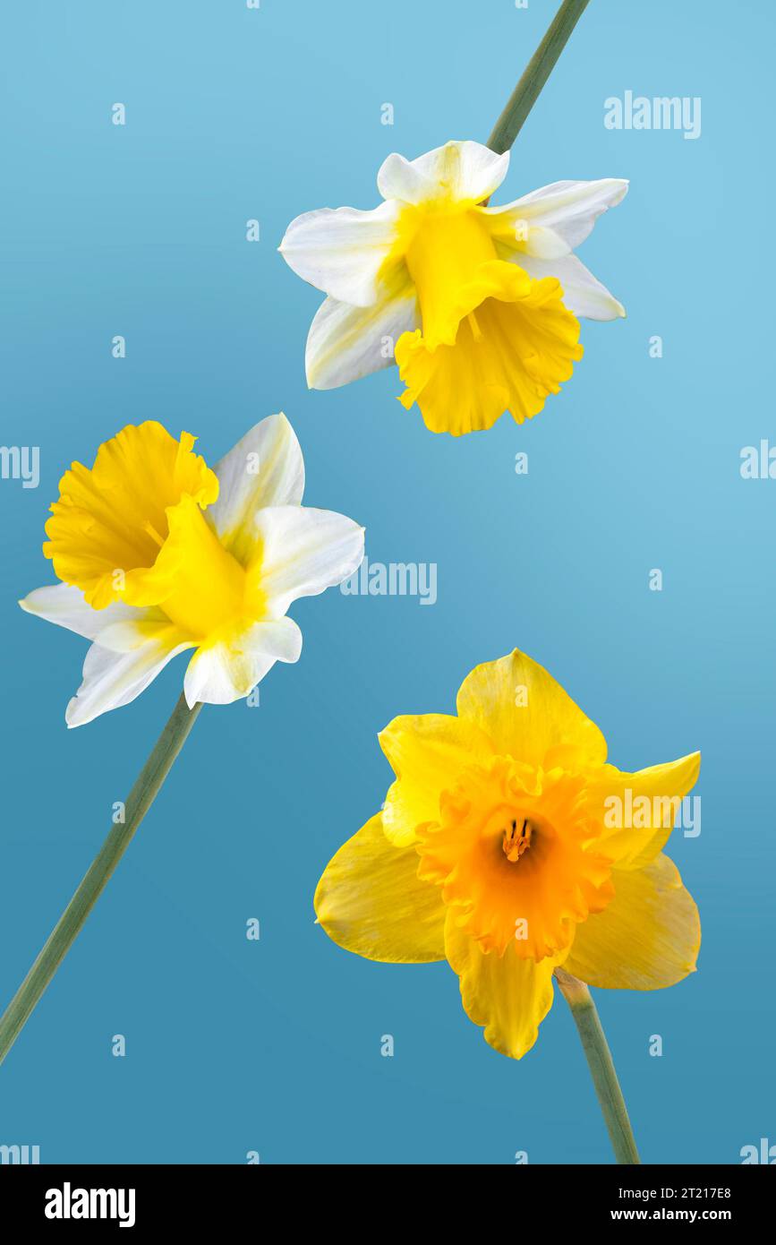 Gelbe Narzissen-Blume, Narzissen Herzog von Rothesay, gegen blauen Himmel, blüht im Sommer Stockfoto