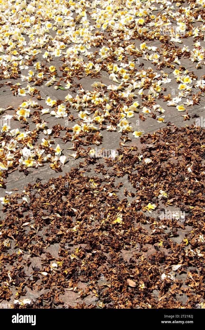 Weiße Blumen und verwelkte Blumen auf einem grauen Pflaster. Herbstbild, verwelkte Blumen auf einem grauen Pflaster Stockfoto