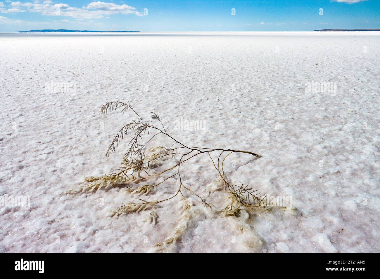 Ein Stück trockenem Busch auf dem Salzsee. Klimawandel, Durst, Wasserkrise, Dürrekonzept Stockfoto