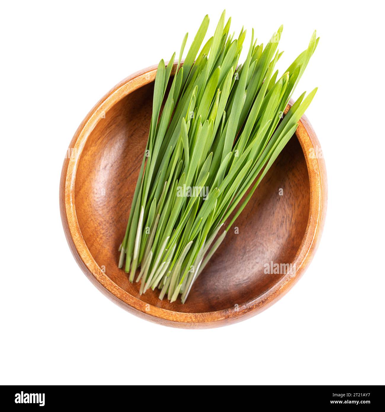 Frisches Weizengras in einer Holzschale. Gekeimte erste Blätter des Weichweizens Triticum aestivum, als Nahrungs-, Getränke- oder Nahrungsergänzungsmittel. Stockfoto