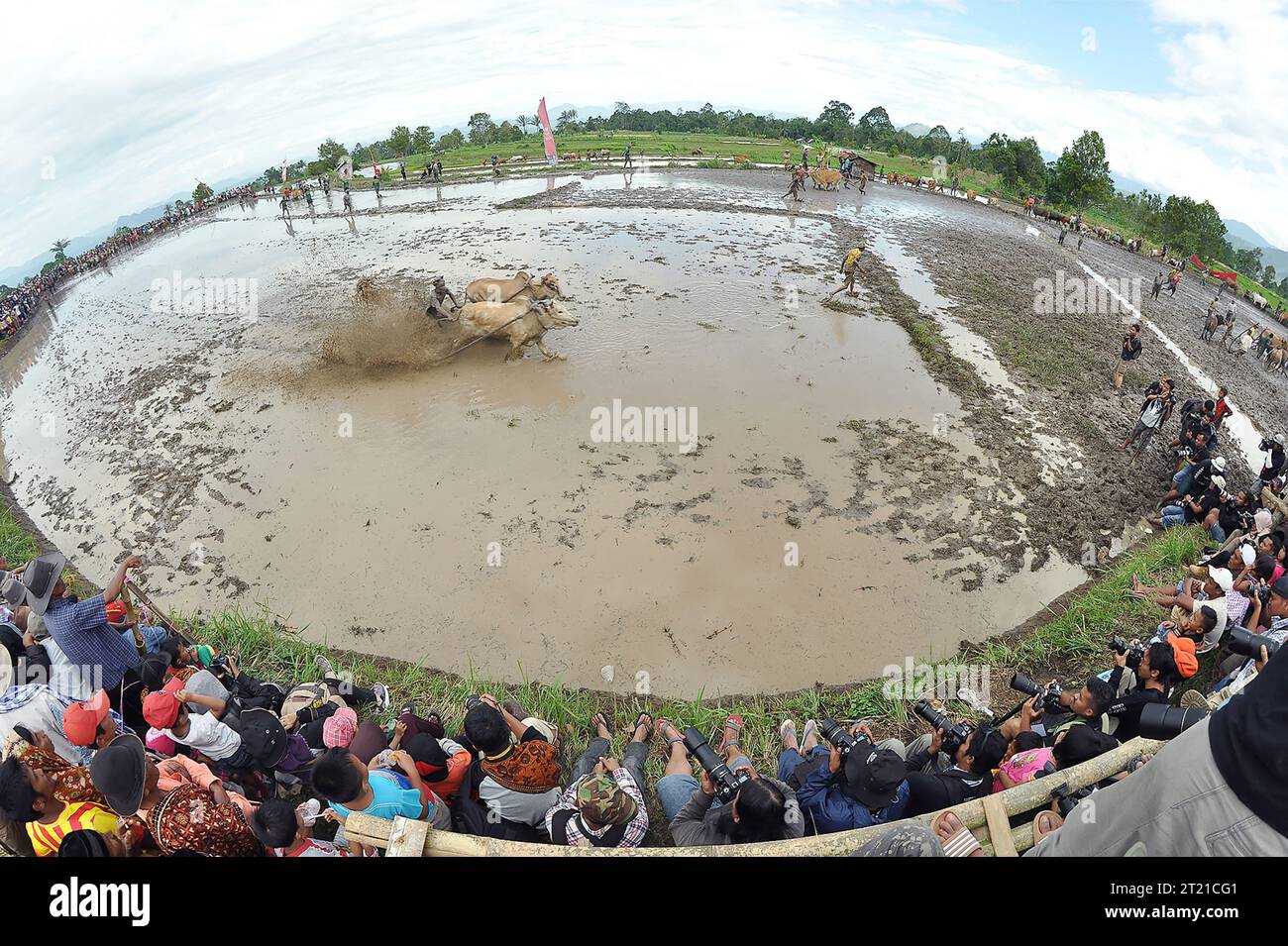 Die ACTIONGELADENEN Bilder des Bullenrennens INDONESIEN, die am Samstag, den 14. Oktober aufgenommen wurden, zeigen, wie Bullen mit einem Jockey auf einem schlammigen Pfad rasen Stockfoto