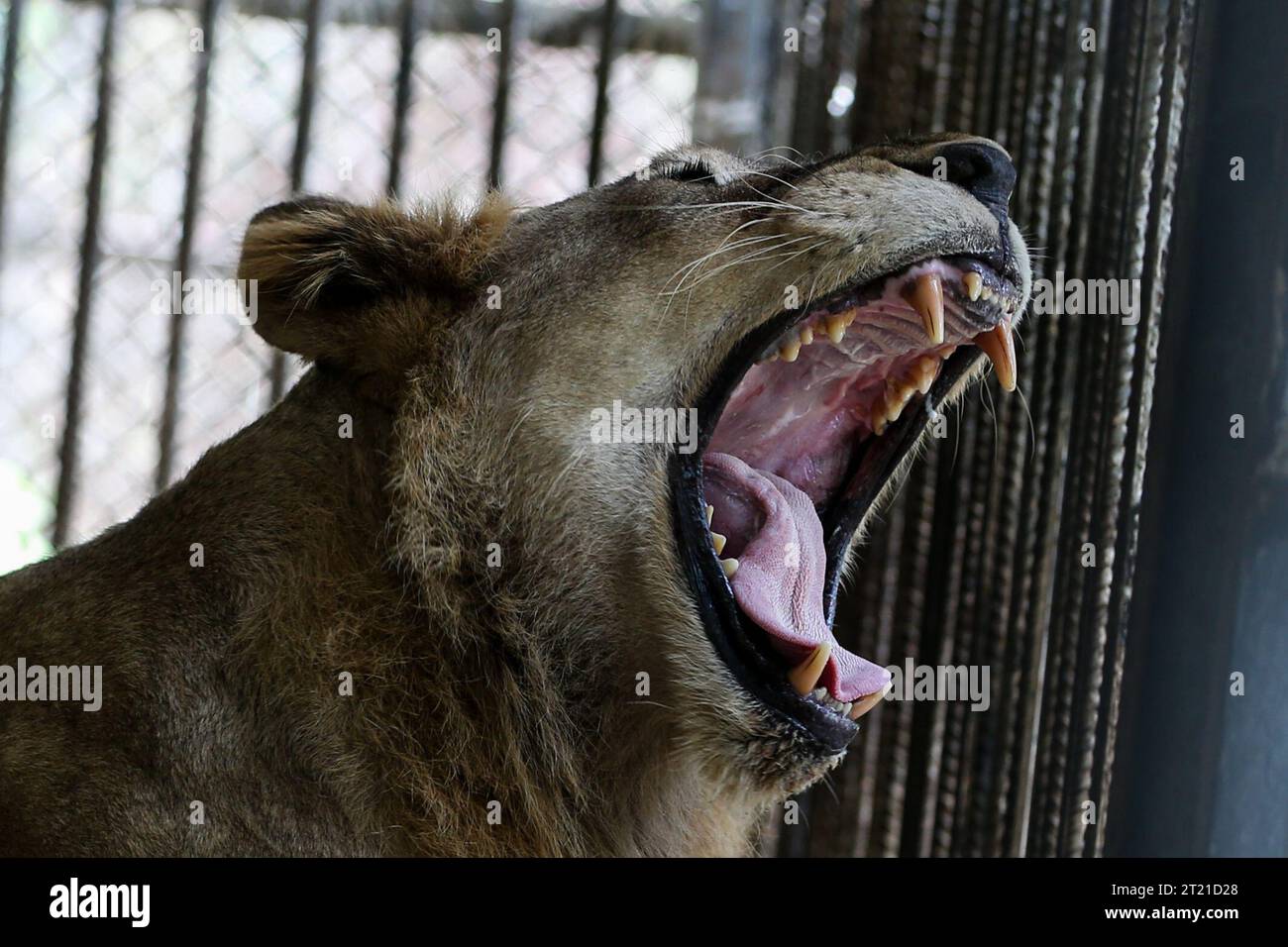 Nay Pyi Taw, Myanmar. Oktober 2023. Ein Löwe brüllt im Safari Park in Nay Pyi Taw, Myanmar, 16. Oktober 2023. Quelle: Myo Kyaw Soe/Xinhua/Alamy Live News Stockfoto