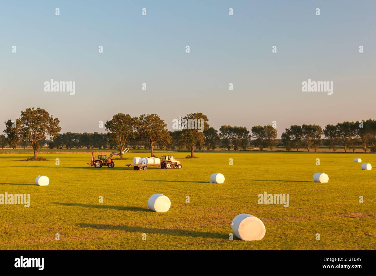 Silageernte mit Traktoren in Gelderland, Niederlande Stockfoto