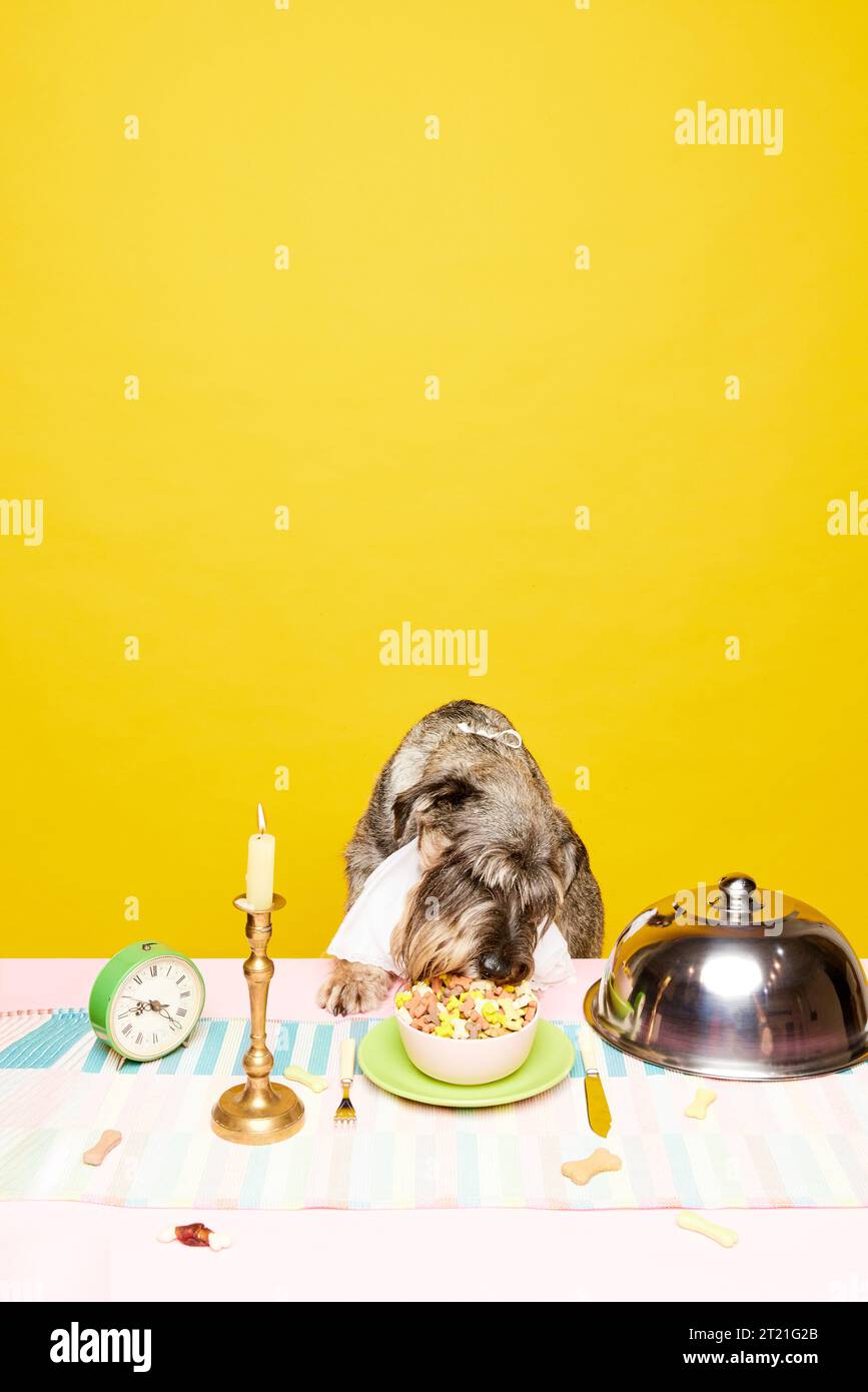 Porträt eines aristokratisch gekleideten Schnauzers, Hunderennen, die auf dem Tisch essen, dekorierte Kerzen mit verschiedenen köstlichen Mahlzeiten auf beigefarbenem Studiohintergrund. Stockfoto