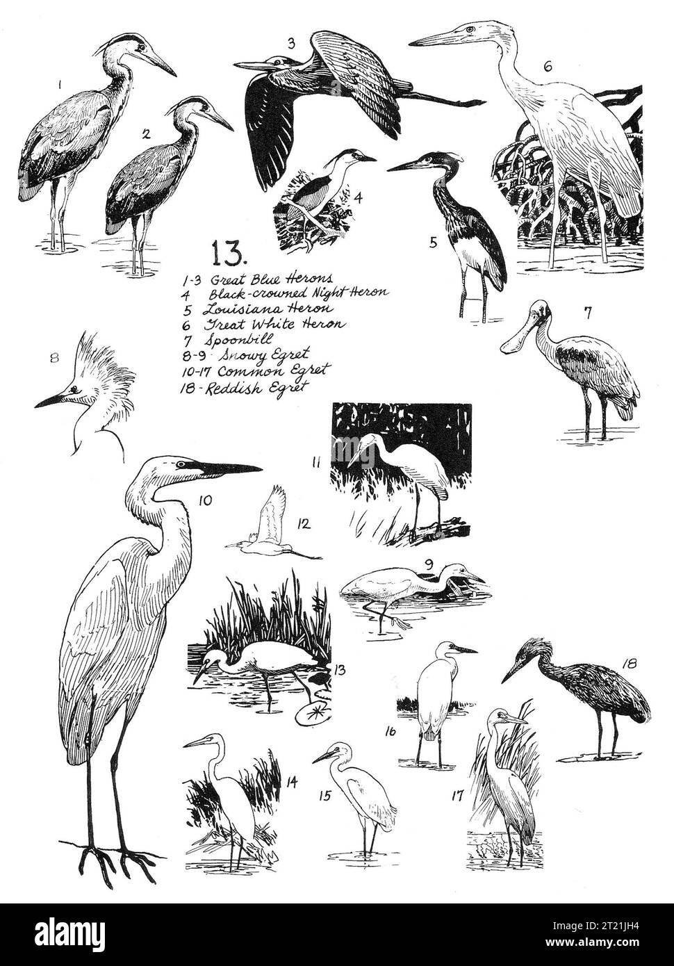 Bob Hines' Illustrationen zeigen Watvögel wie große blaue Reiher, schwarz gekrönte Nachtreiher und schneebedeckte Reiher. Diese Vögel sind lebenswichtig für Feuchtgebiete und dienen oft als Indikatoren für die Gesundheit der Umwelt. Stockfoto