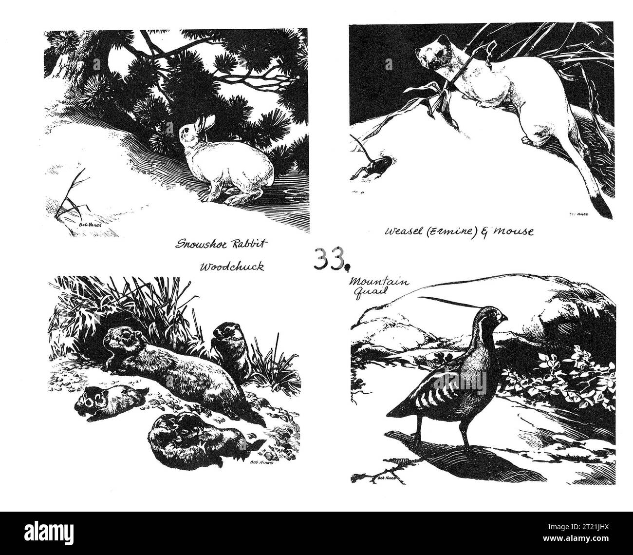 Schöpfer: Hines, Bob. Themen: Schneeschuhkaninchen; Holzfutter; Bergwachtel; Wiesel; Hermelin; Maus; Strichkunst; Illustrationen; Illustrationen; Säugetiere. . 1998 - 2011. Stockfoto