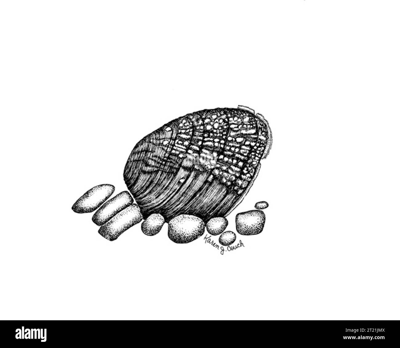 Schwarz-weiße Liniendarstellung einer Birdwing Perlmuschel (Muschel). Themen: Illustrationen; Kunst; Weichtiere. . 1998 - 2011. Stockfoto