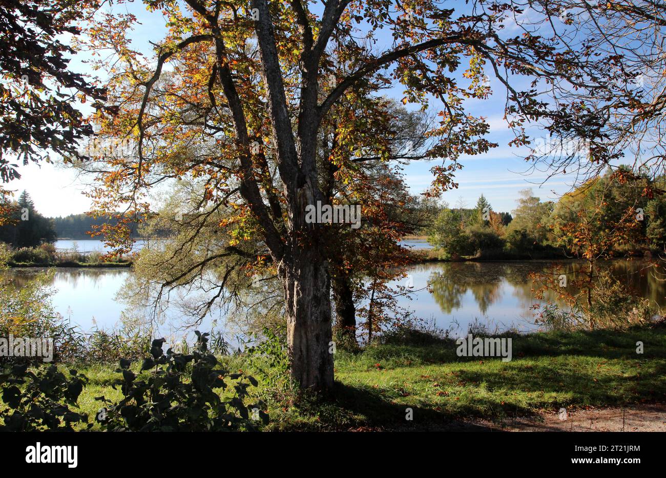 Tutzing, Bayern, Deutschland 16. Oktober 2023: Ein Herbsttag bei Tutzing an den Deixlfurter Weiher, Deixlfurter See, Deixlfurt, herbstlich, leichte Färbung, Laub, wandern, spazieren, Tourismus, Hotspot *** Tutzing, Bayern, Deutschland 16. Oktober 2023 Herbsttag bei Tutzing am Deixlfurter Weiher, Deixlfurter See, Deixlfurt, Herbst, helle Färbung, Laub, Wandern, Wandern, Tourismus, Hotspot Credit: Imago/Alamy Live News Stockfoto Tutzing, Bayern, Deutschland 16. Oktober 2023: Ein Herbsttag bei Tutzing an den Deixlfurter Weiher, Deixlfurter See, Deixlfurt, herbstlich, leichte Färbung, Laub, wandern, spazieren, Tourismus, Hotspot *** Tutzing, Bayern, Deutschland 16. Oktober 2023 Herbsttag bei Tutzing am Deixlfurter Weiher, Deixlfurter See, Deixlfurt, Herbst, helle Färbung, Laub, Wandern, Wandern, Tourismus, Hotspot Credit: Imago/Alamy Live News Stockfoto