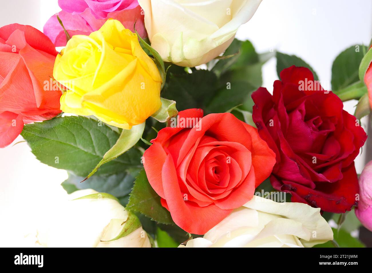 Eine Landschaftsansicht eines Straußes aus mehrfarbigen Rosen auf weißem Hintergrund, unretuschiertes Bild, August 2022. Stockfoto