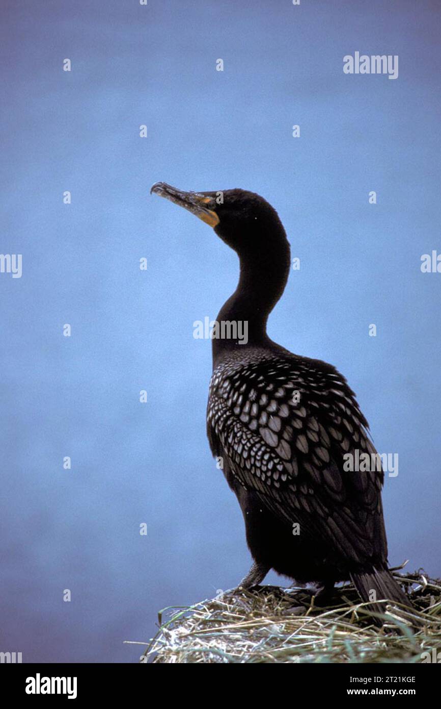 Ein Kormoran mit Doppelhauben thront auf einem Felsen in der Nähe der Küste und zeigt Merkmale, die typisch für Meeresvögel in nördlichen Lebensräumen sind. Stockfoto