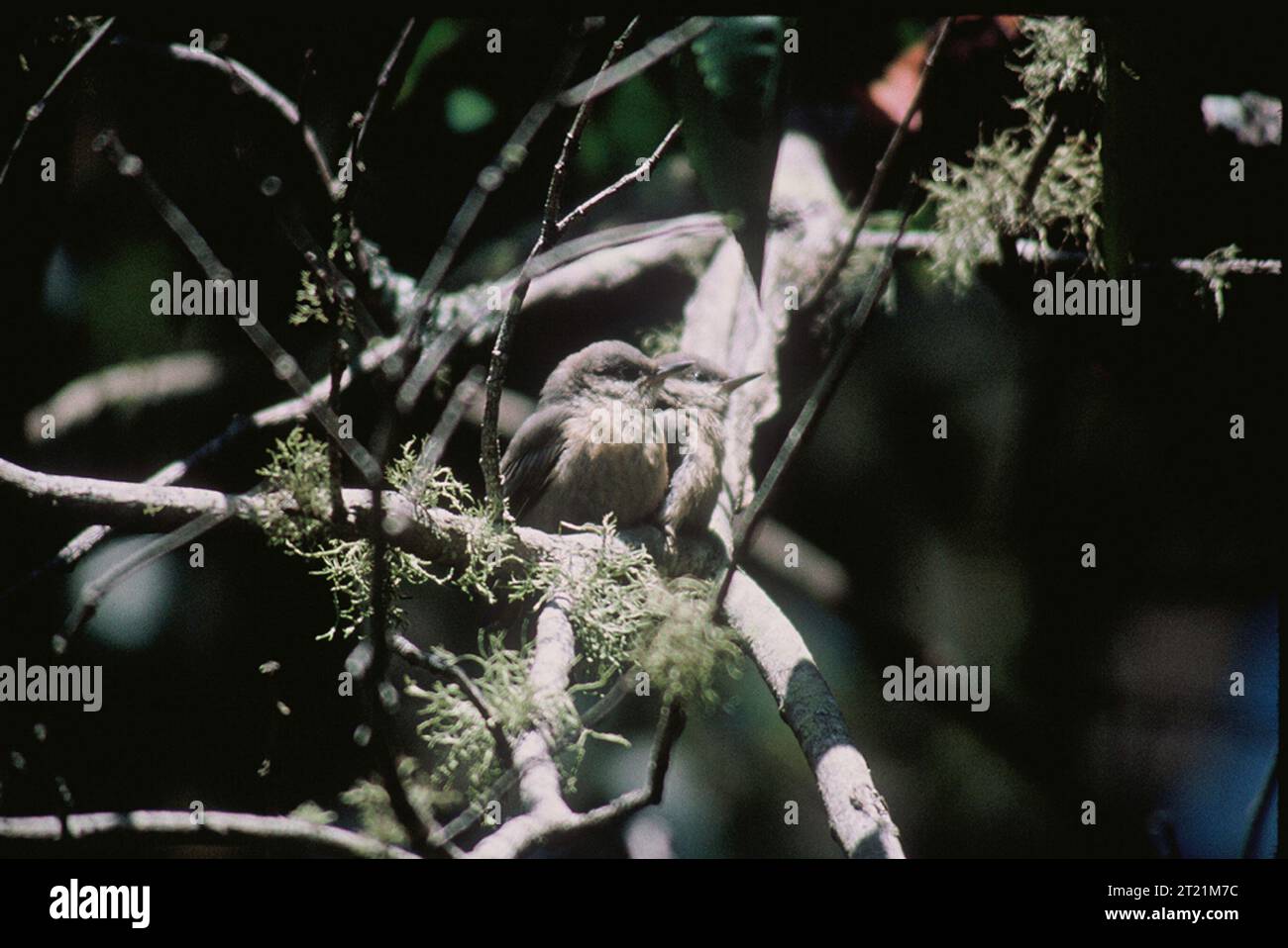 Der Pygmy Nuthatch ist ein kleiner, aktiver Vogel, der in Nadelwäldern vorkommt. Er ist bekannt für seine soziale Natur, die oft in kleinen Herden zu sehen ist, und für seine Fähigkeit, Insekten und Samen auf Baumstämmen zu fressen. Stockfoto