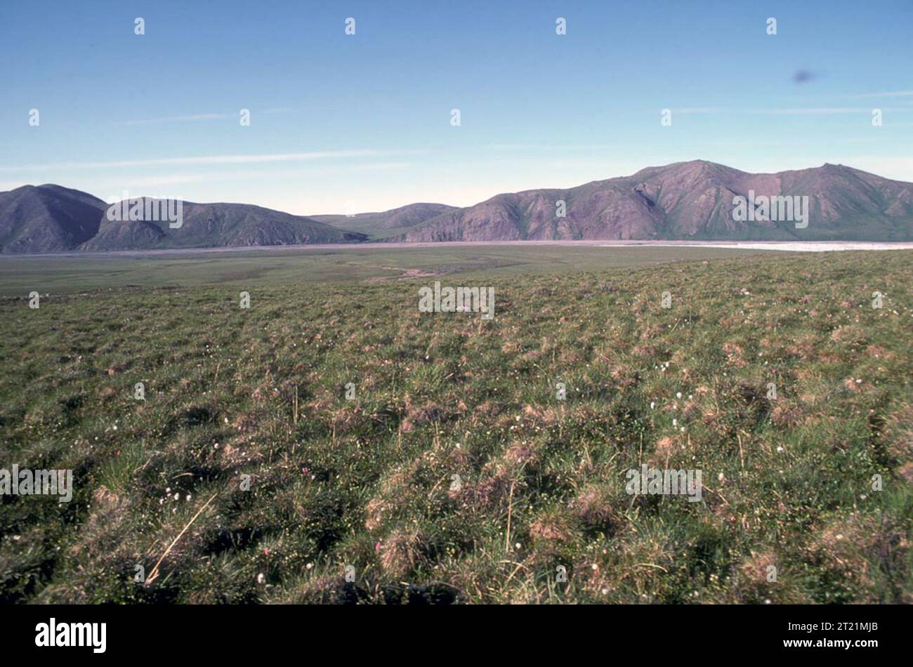 Tussocks mit Blick nach Osten über den Kongakut River am Caribou Pass. Themen: Szenarien; Landschaften; Flüsse und Bäche; Wildlife Refuges; Arctic National Wildlife Refuge; ANWR. . 1998 - 2011. Stockfoto