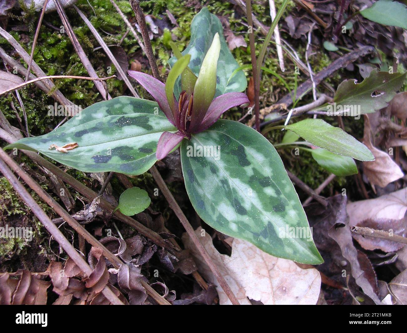 Trillium reliquum, gefährdete Pflanze. Schöpfer: Pattavina, Pete. Deskriptive Note: Das gefährdete Relikt Trillium, ein Mitglied der Laubwaldgemeinde. Betrifft: Trillium reliquum; Relict Trillium; Konföderiertes wakerobin; Laubholzwälder; Habitat; gefährdete Arten; Pflanzen; mehrjährig; Georgien; Piemont Physiographic Province. Stockfoto