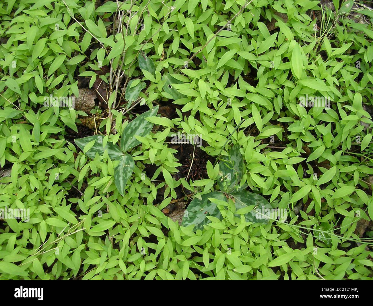 Invasive Arten und gefährdetes Relikt Trillium. Schöpfer: Pattavina, Pete. Beschreibung: Die invasive Art Nepal Gras übertrifft das gefährdete Relikt Trillium (Trillium reliquum). Themen: Relict Trillium; Konföderiertes wakerobin; Trillium reliquum; gefährdete Pflanzenarten; Hartholzwälder; mehrjähriges Kraut; Georgien; Piemont Physiographic Province; Auswirkungen invasiver Arten; nicht einheimische Arten; Konkurrenz; Lebensraumdegradation; NEP. Stockfoto