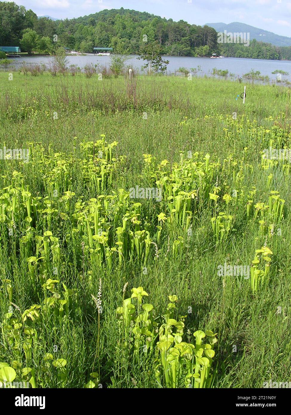 Gefährdete grüne Kannenpflanze (Sarracenia oreophila). Schöpfer: Pattavina, Pete. Beschreibender Hinweis: Ein grünes Kannenmoor, das Naturschutzgebiet, Georgia. Betrifft: Sarracenia oreophila; grüne Kannenpflanzen; Pflanzen gefährdeter Arten; Blue Ridge Physiographic Province; Georgia; North Carolina; Moor; Lebensraum; brandabhängige Spezies. Stockfoto