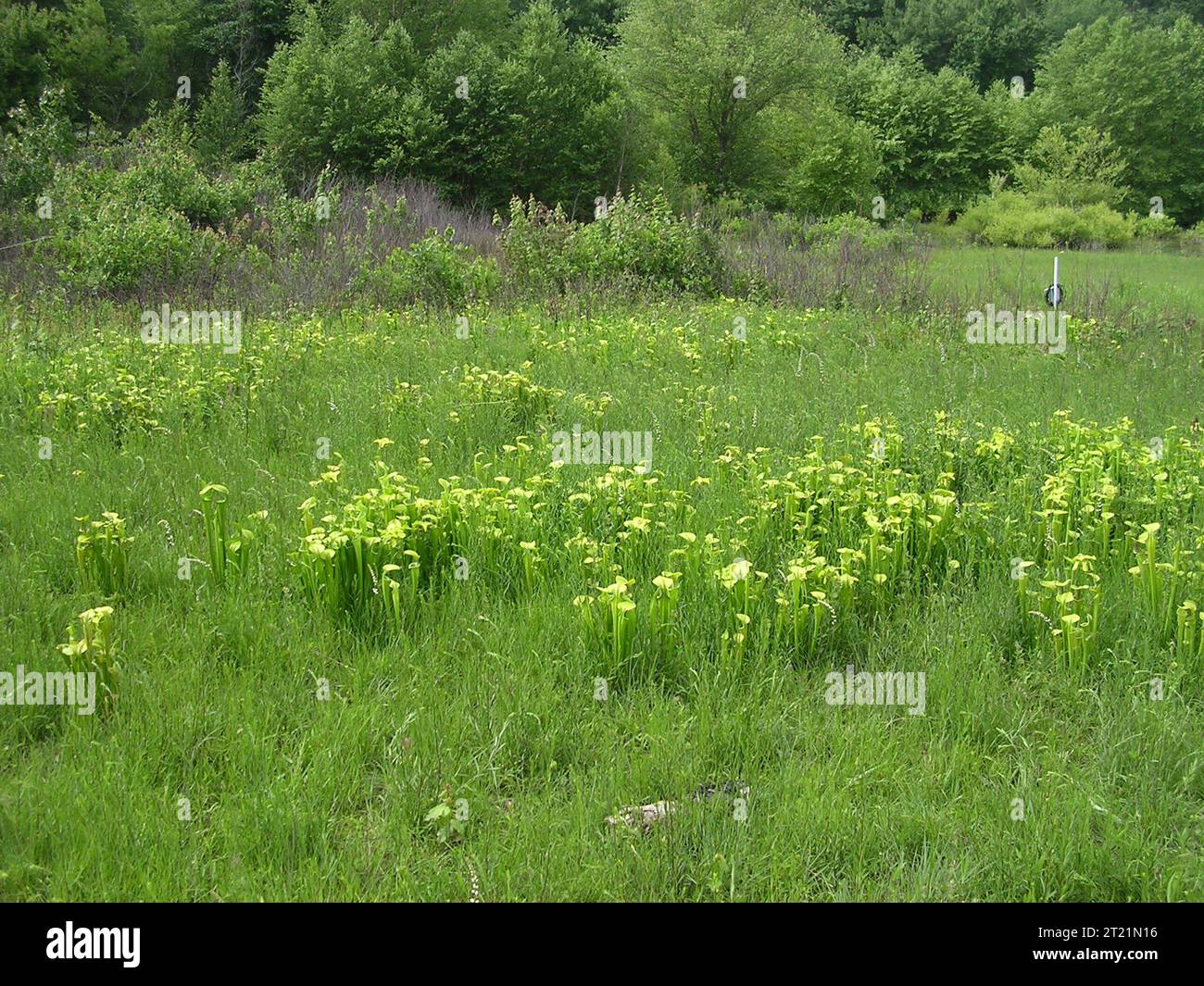 Grünkrug-Pflanzenmoor. Schöpfer: Pattavina, Pete. Beschreibung: Ein grünes Kannenmoor (Sarracenia oreophila) entlang des Lake Chatuge. Betrifft: Sarracenia oreophila; grüne Kannenpflanzen; Pflanzen gefährdeter Arten; Blue Ridge Physiographic Province; Georgia; North Carolina; Moor; Lebensraum; brandabhängige Spezies. Stockfoto