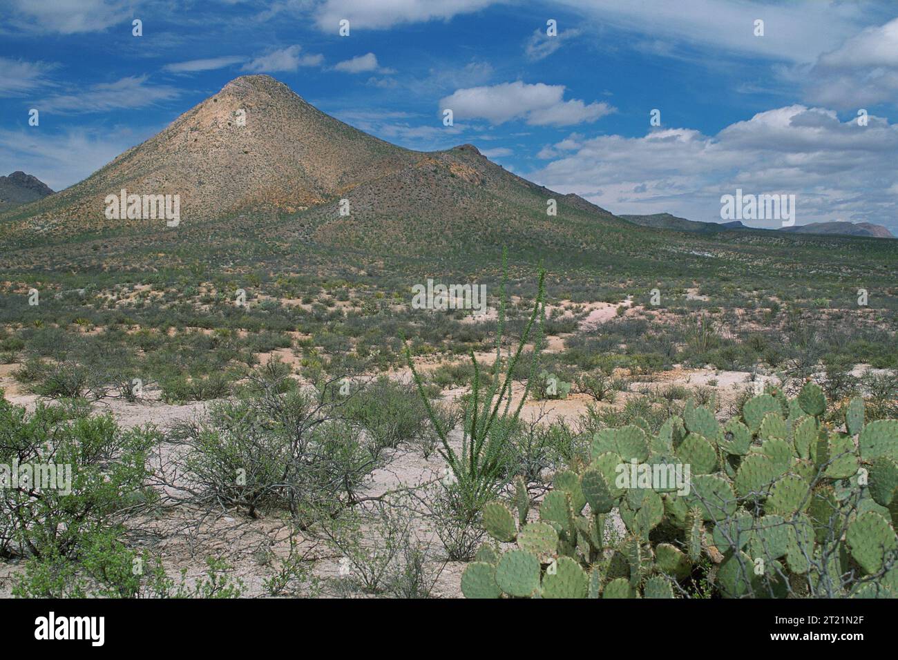 Ein Blick auf die malerische Landschaft des San Bernardino National Wildlife Refuge in Arizona. Themen: Scenics; Wildlife Refuges. Lage: Arizona. Fish and Wildlife Service Site: SAN BERNARDINO NATIONAL WILDLIFE REFUGE. Stockfoto