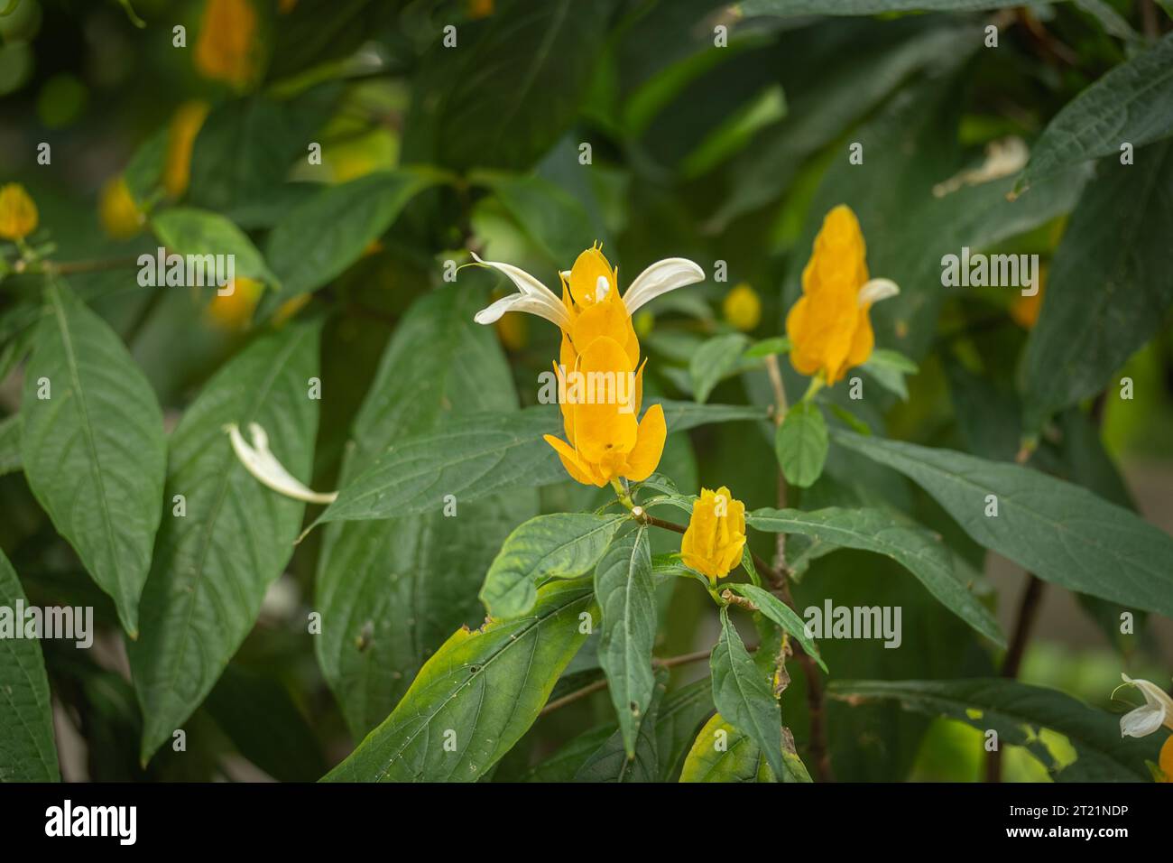 Gelbe Blüten von goldenen Garnelen oder Lutscher (Pachystachys lutea) Stockfoto