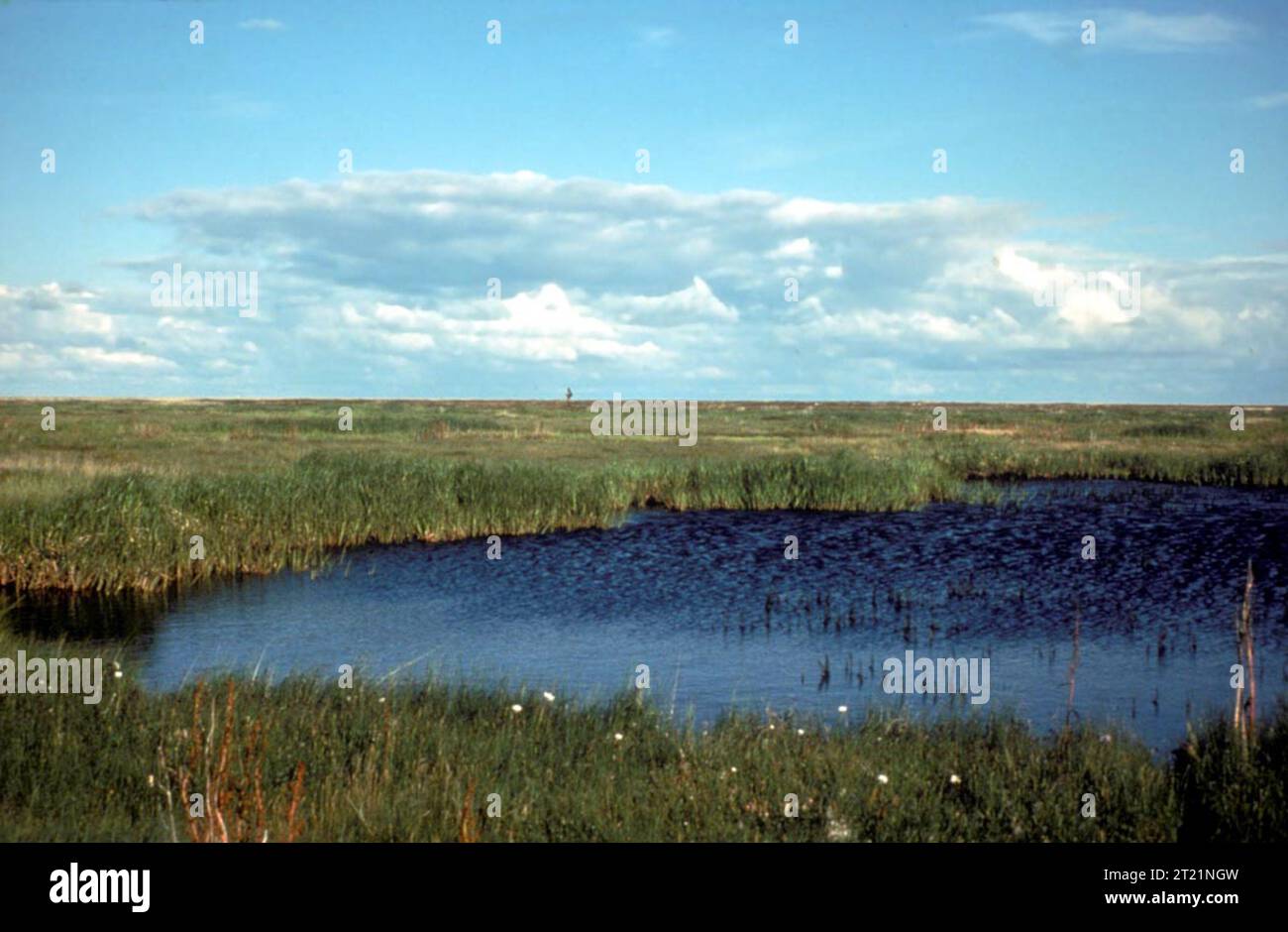 Seggenmoore sind wichtige Lebensräume im Yukon Delta National Wildlife Refuge, die eine vielfältige Tierwelt und eine Vielzahl von Feuchtgebieten beherbergen. Stockfoto