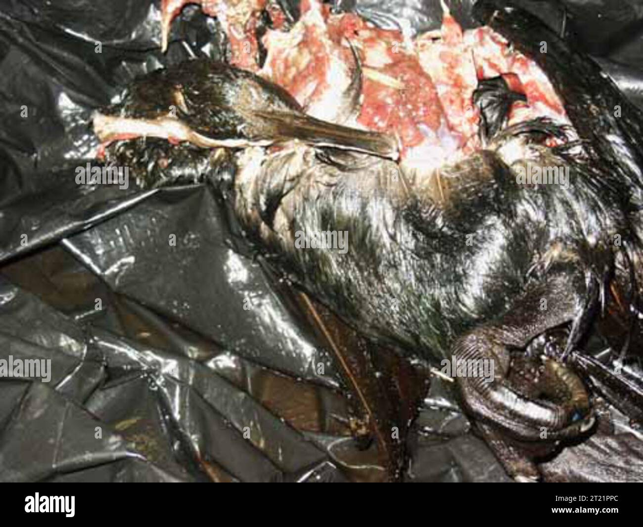 Ein geölter Vogelkadaver wird nach dem Ölpest der M/V Selendang Ayu vor der Insel Unalaska gesehen. Der U.S. Fish and Wildlife Service reagierte auf die Krise und konzentrierte sich auf die Rettung von Wildtieren und den Schutz von Lebensräumen. Stockfoto