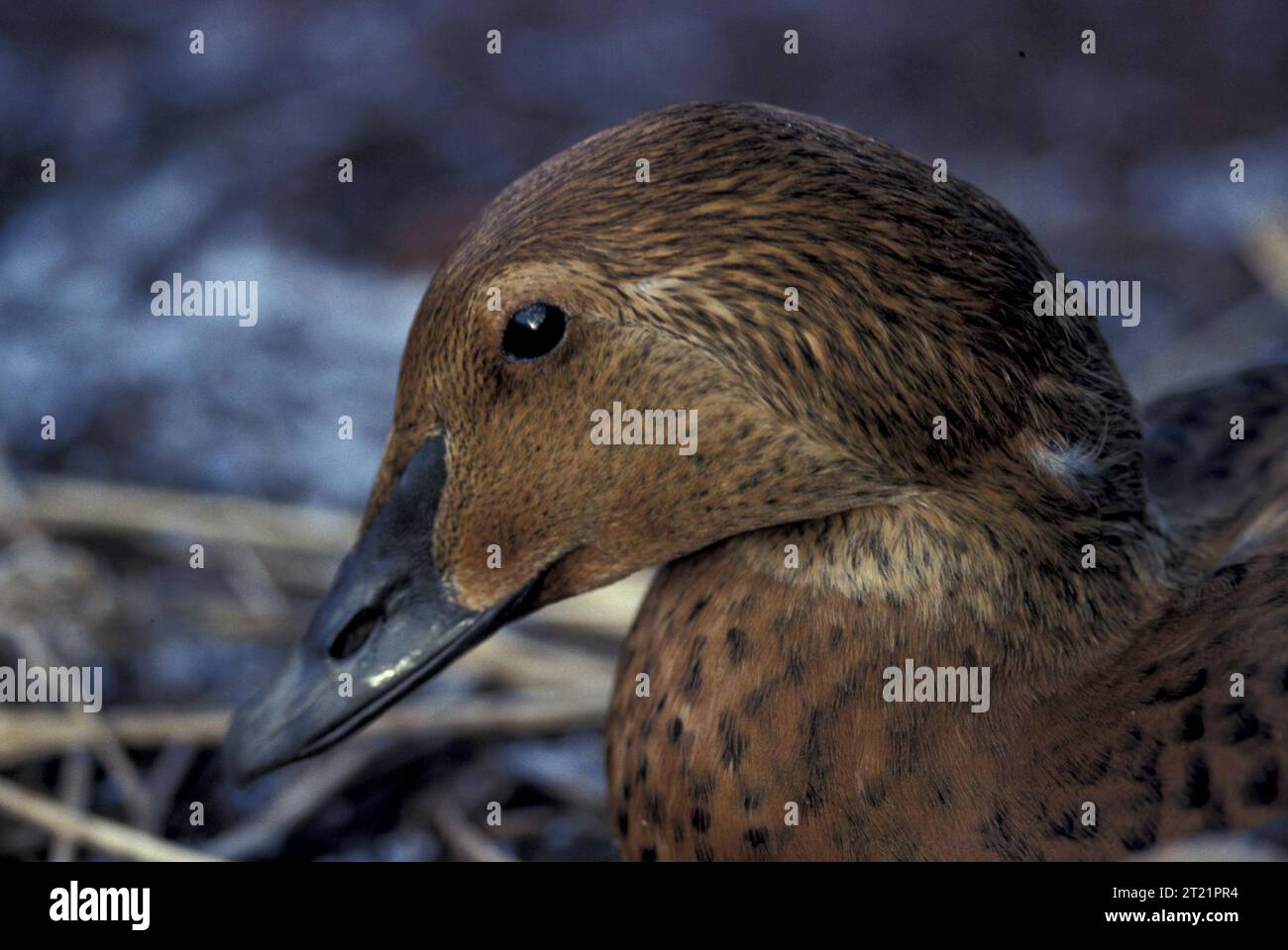 Ein weibliches King Eider wurde 1996 nach der Ölpest aus dem M/V Citrus bei St. Paul Island geölt gefunden, was die Zerstörung der lokalen Vogelpopulationen und Ökosysteme verdeutlicht. Lage: St. Paul Island, Alaska. Stockfoto