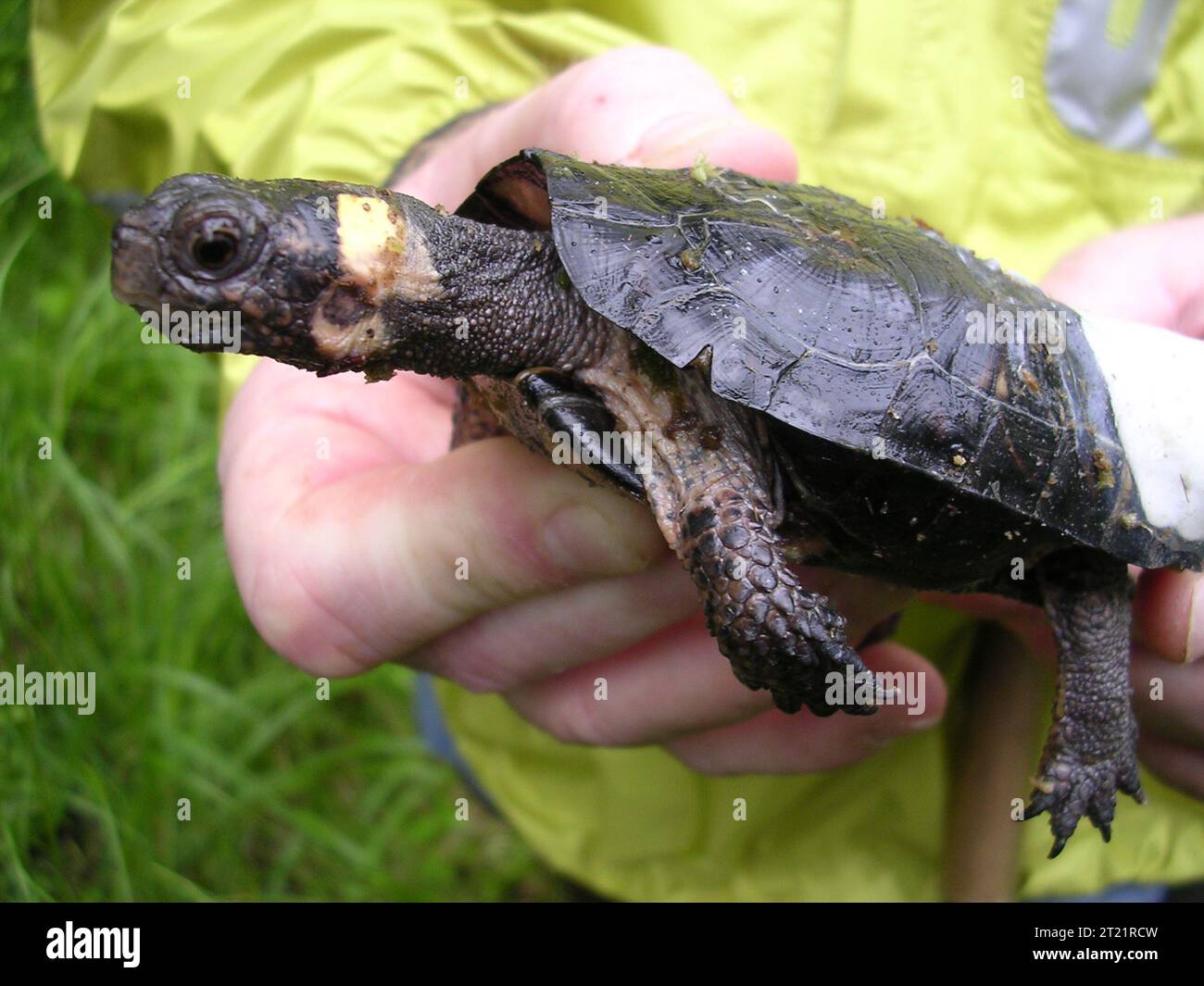 Moorschildkröte; gefährdete Arten; Reptilien; Ähnlichkeit des Aussehens; Georgien; Blue Ridge Physiographic Province; Mountains Mog; Funktelemetrie; Eine in Gefangenschaft gezogene Moorschildkröte wird mit einem Funksender in die Wildnis entlassen. Themen: Gefährdete Arten; Reptilien. Lage: Georgien. Stockfoto