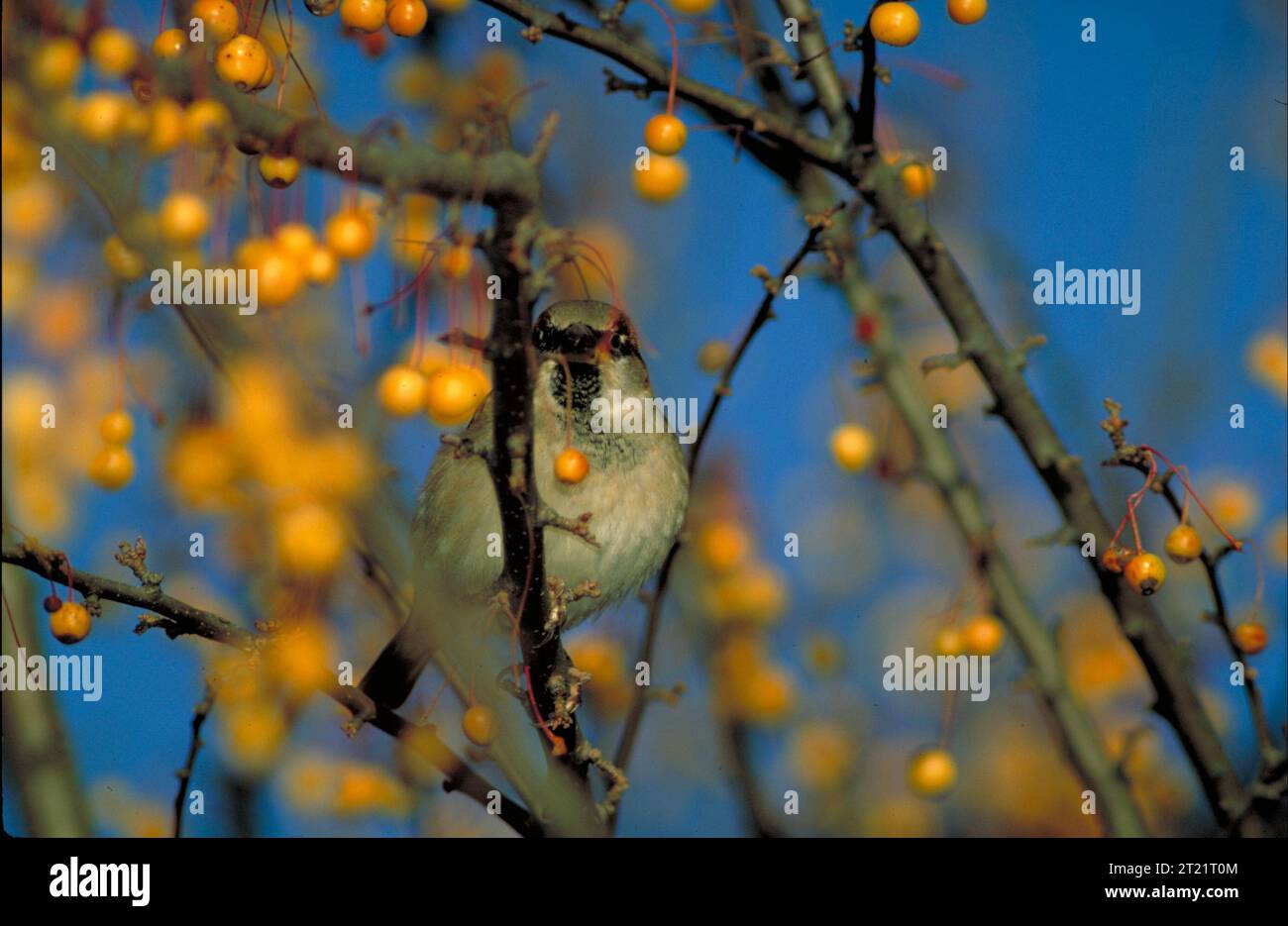 Eine Nahansicht eines Haussperlings, der in einem Obstbaum sitzt. Diese häufige Vogelart ist für ihr braunes und graues Gefieder bekannt und ernährt sich oft von Samen, Früchten und Insekten. Stockfoto