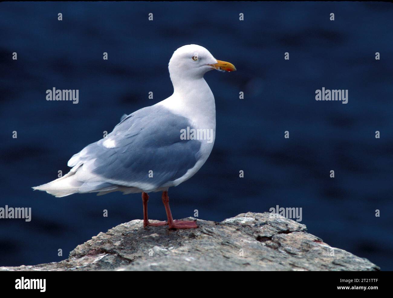 Eine Glaukous Möwe steht nahe der Küste im Alaska Maritime National Wildlife Refuge, einem großen Meeresvogel, der in arktischen und subarktischen Regionen häufig vorkommt. Stockfoto