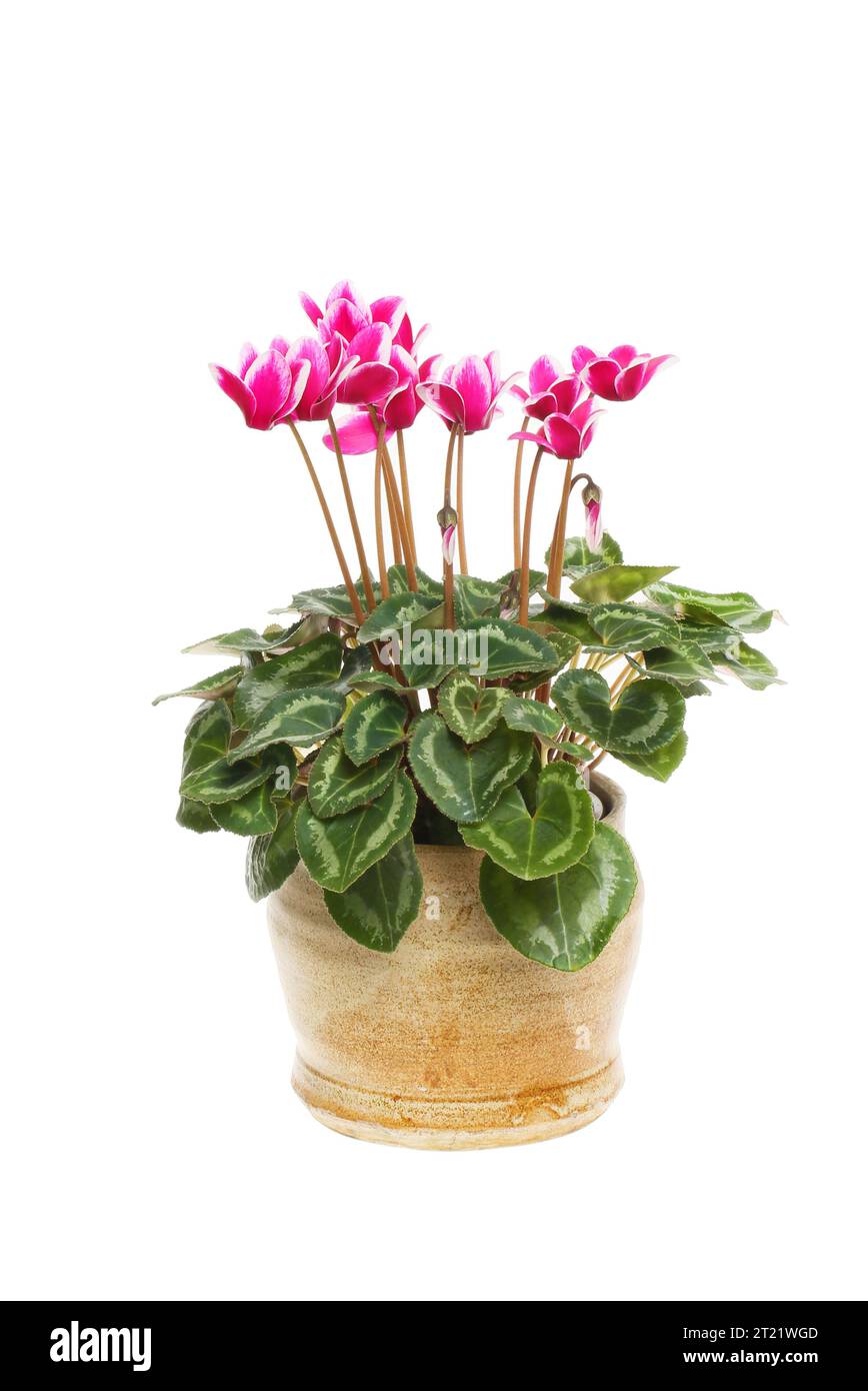 Floering Cyclamen-Hauspflanze in einem gegen weiß isolierten Topf Stockfoto