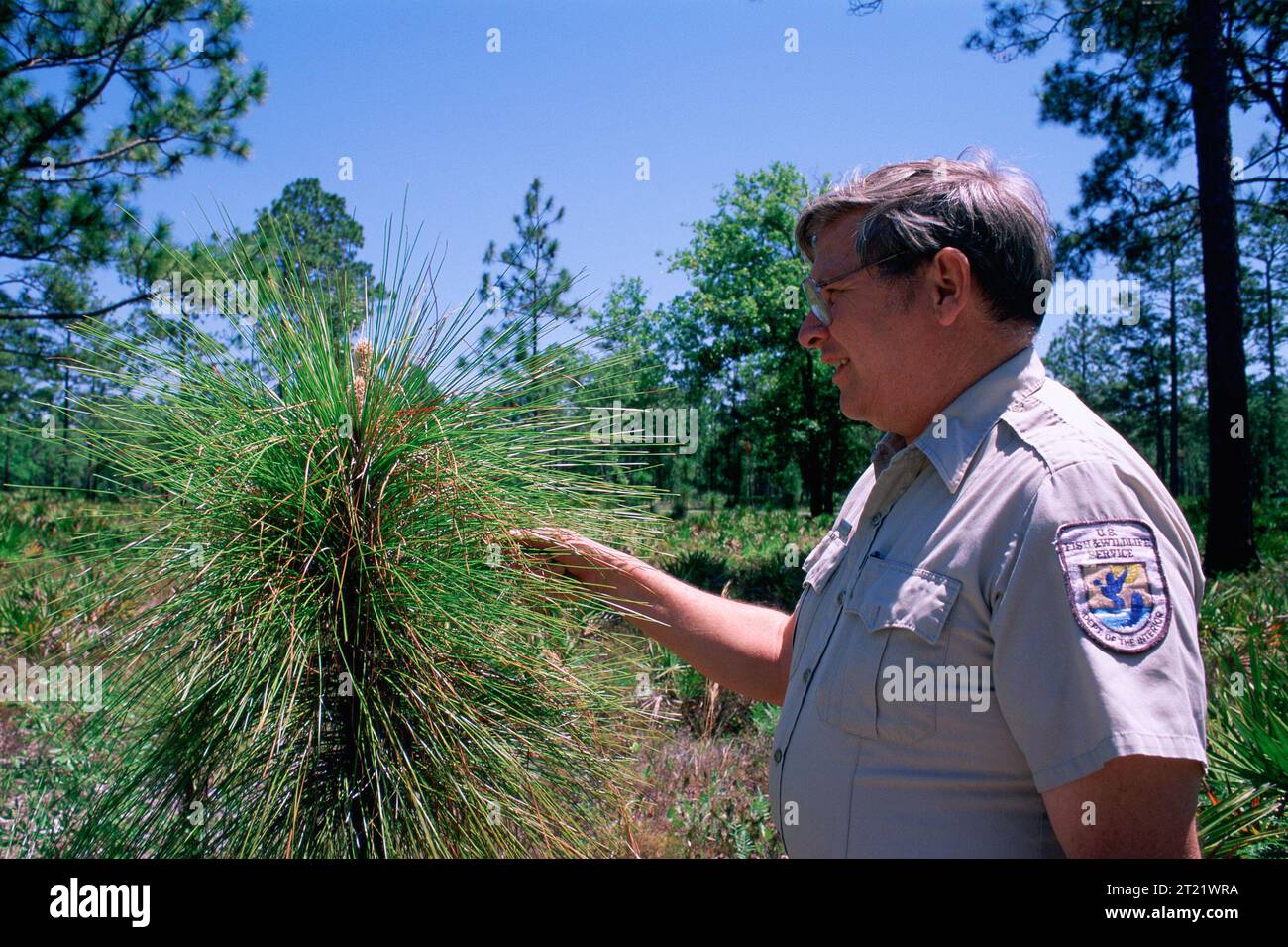 Mitarbeiter des Fish and Wildlife Service zeigen sehr lange Nadeln aus langen Kiefernblättern. Diese Kiefernart nimmt ab. Themen: Arboreale Umgebungen; Nadelbäume; Mitarbeiter (USFWS); gefährdete Arten; Erhaltung von Habitaten; Pflanzen; Weichholz; Bäume; Wildschutzgebiete. Lage: Georgien. Fish and Wildlife Service Site: OKEFENOKEE NATIONAL WILDLIFE REFUGE. Sammlung: Wildschutzgebiete. Stockfoto