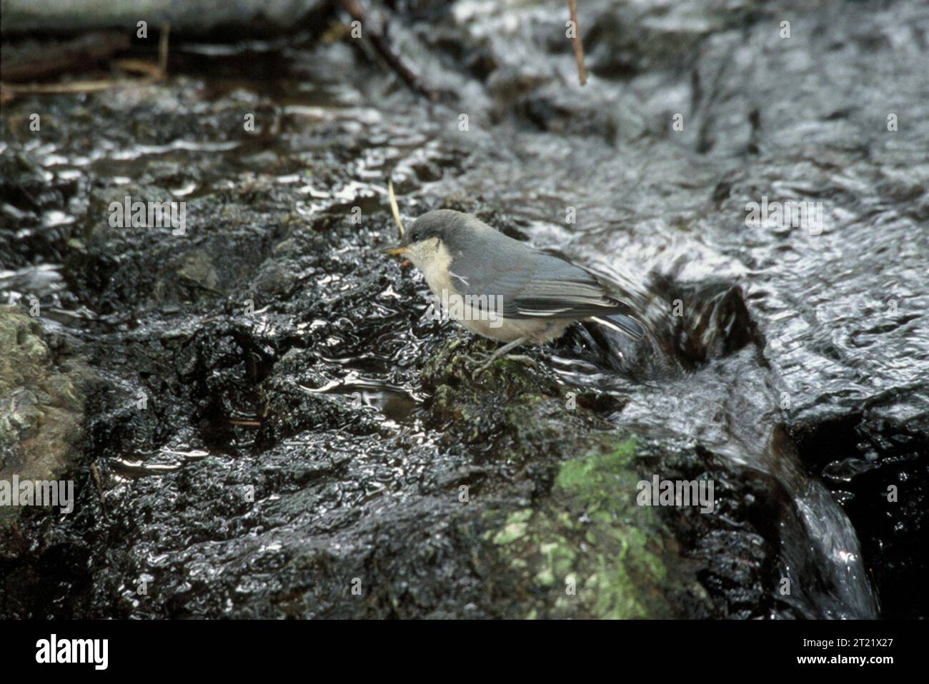 Ein Pygmy Nuthatch, der auf einem Baum in seinem natürlichen Waldhabitat thront. Dieser kleine Vogel wird häufig in Nadelwäldern gesehen, wo er Samen und Insekten sammelt. Stockfoto