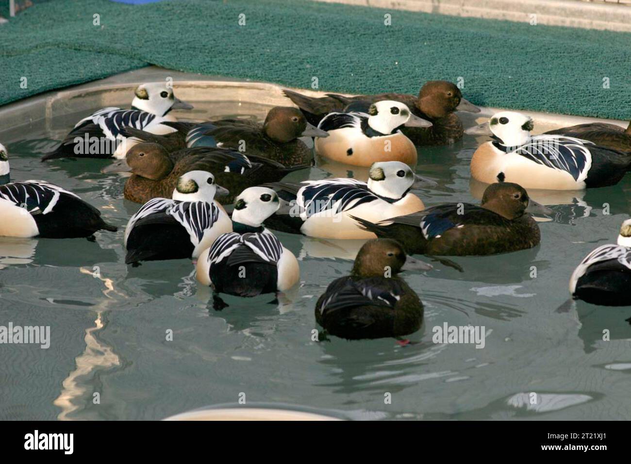 Ein Paar Steller-Eider, männlich und weiblich, wird in ihrem natürlichen Küstenhabitat gesehen. Das Männchen zeigt kräftige schwarz-weiße Markierungen, während das Weibchen bräunlich ist und sich mit seiner Umgebung verschmilzt. Stockfoto