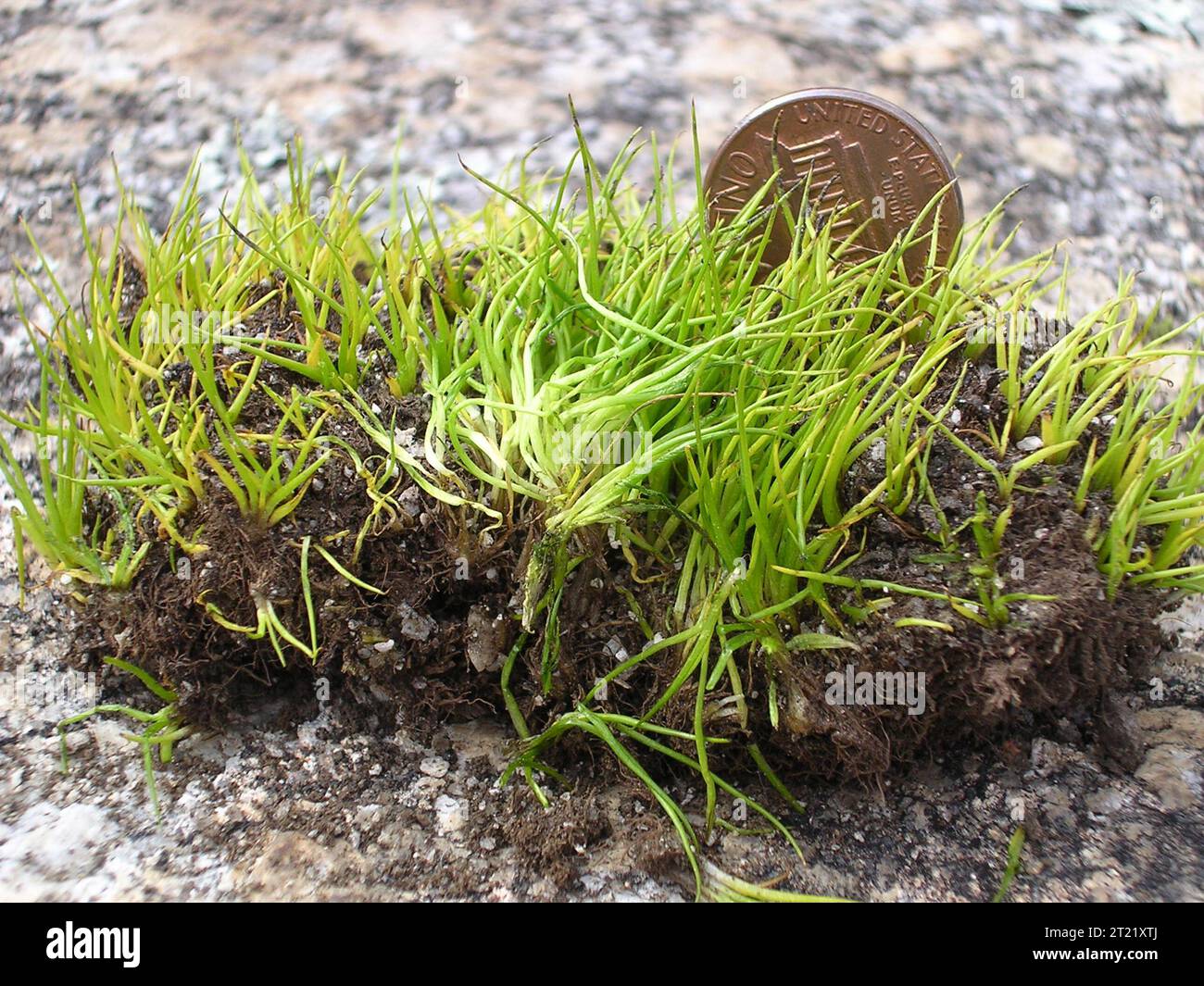 Das vom Aussterben bedrohte mattenbildende Quillkraut (Isoetes tegetiformans), ein Verbündeter von Farnen, wurde in den Anbau gebracht, um sein Überleben zu sichern. Diese Art kommt in speziellen Lebensräumen auf Granitausbissen im Piemont von Georgien vor, wo sie in Solution Gruben gedeiht. Stockfoto