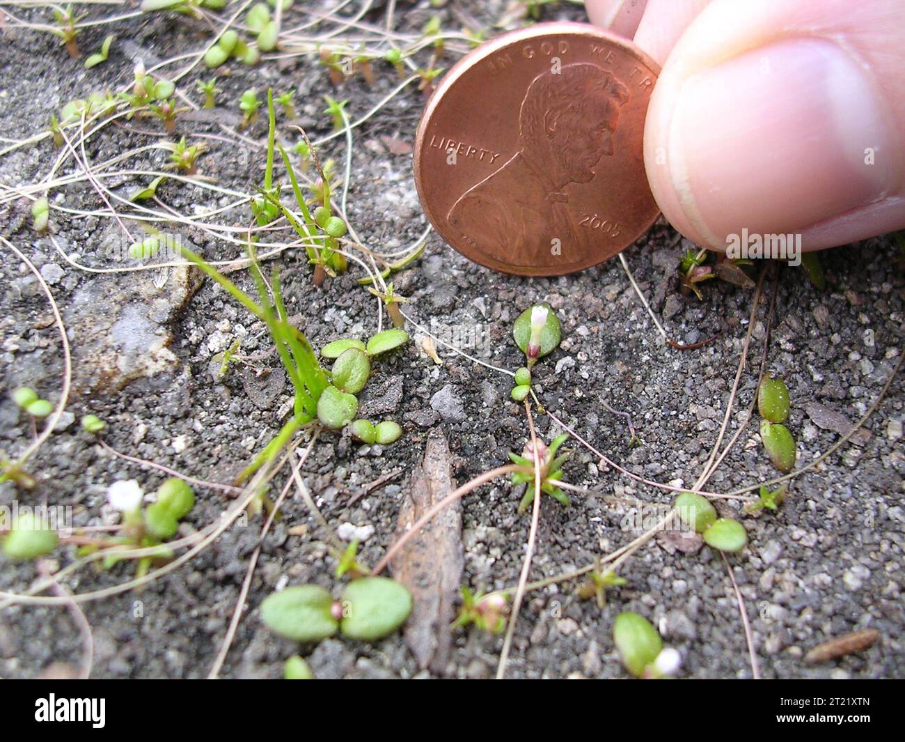 In einem Becken in einem Granitvorsprung in Georgien leben die vom Aussterben bedrohten kleinen Amphianthus und Matten bildenden Quillwort. Diese Pflanzen gedeihen in spezialisierten Lebensräumen, wie etwa in Solution Pits, innerhalb der Piemont Physiographic Province. Beide Arten gelten als Habitatspezialisten und erfordern besondere Bedingungen für das Überleben. Stockfoto