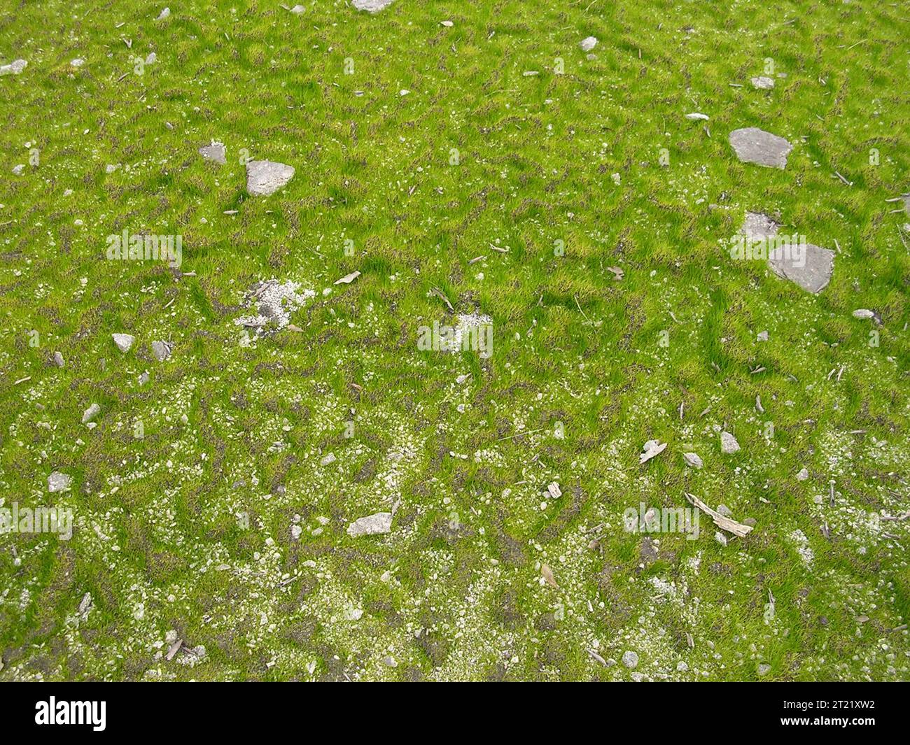 Das mattenbildende Quillwort (Isoetes tegetiformans), ein Verbündeter von Farnen, lebt in den spezialisierten Lösungsgruben von Granitausbissen im Piemont von Georgien. Ihr rhizotomes Wachstumsmuster und die zinnenförmige Oberfläche machen sie zu einer einzigartigen und vom Aussterben bedrohten Art. Stockfoto