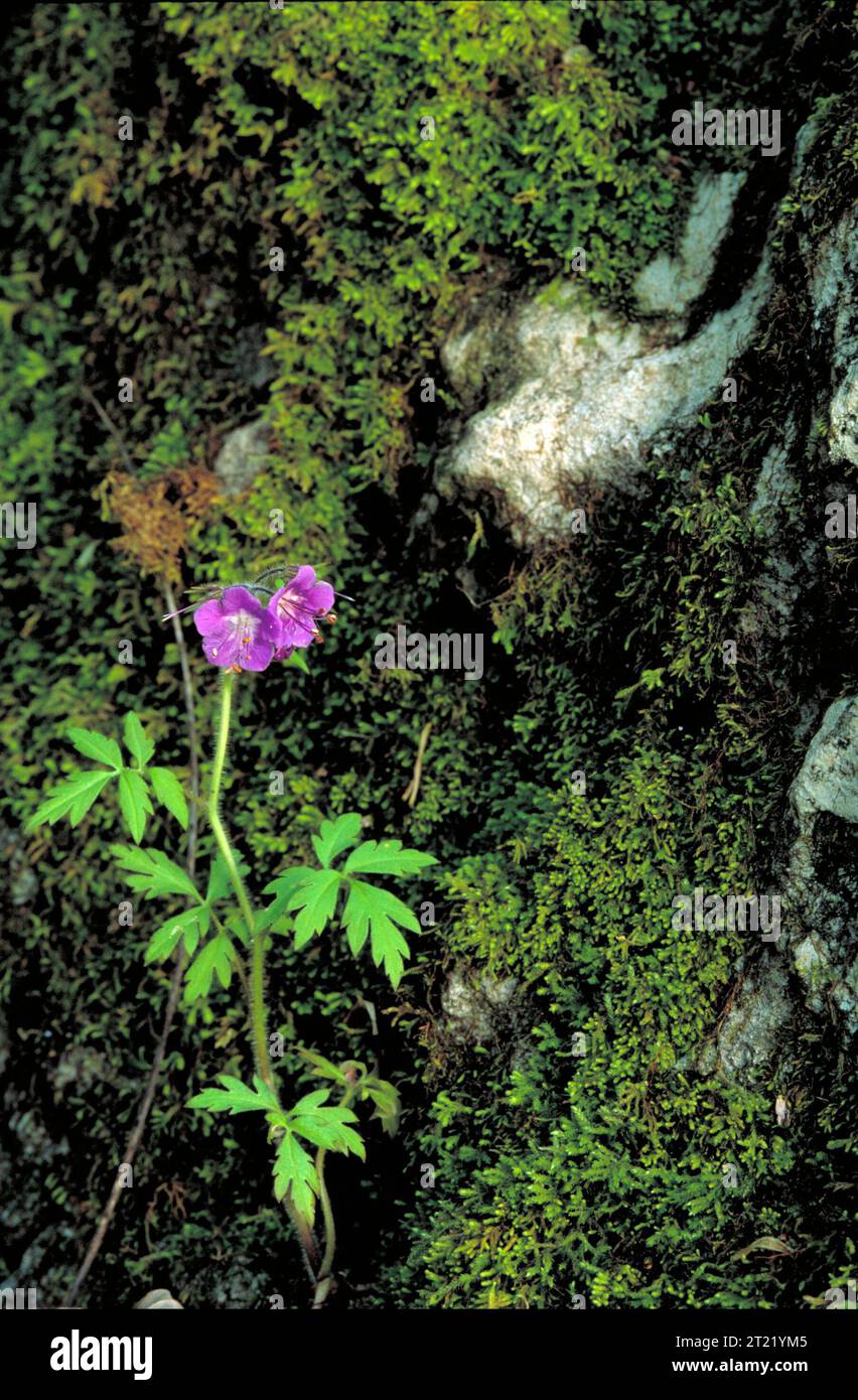 Eine violette Phacelia Blume blüht in der Nähe eines Wasserfalls. Diese Wildblume gedeiht in feuchten Umgebungen und ist ein häufiger Anblick in Uferzonen und Waldrändern. Stockfoto