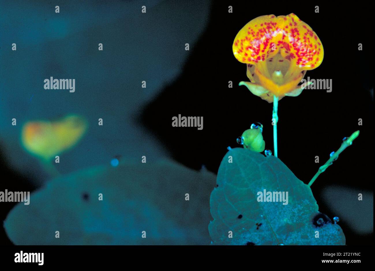 Gepunktetes Juwelweed ist eine gelbe Blume mit roten Punkten, die oft in feuchten, schattigen Bereichen wächst. Sie ist eine einheimische Wildblume, die in Waldgebieten und entlang von Bächen zu finden ist. Stockfoto