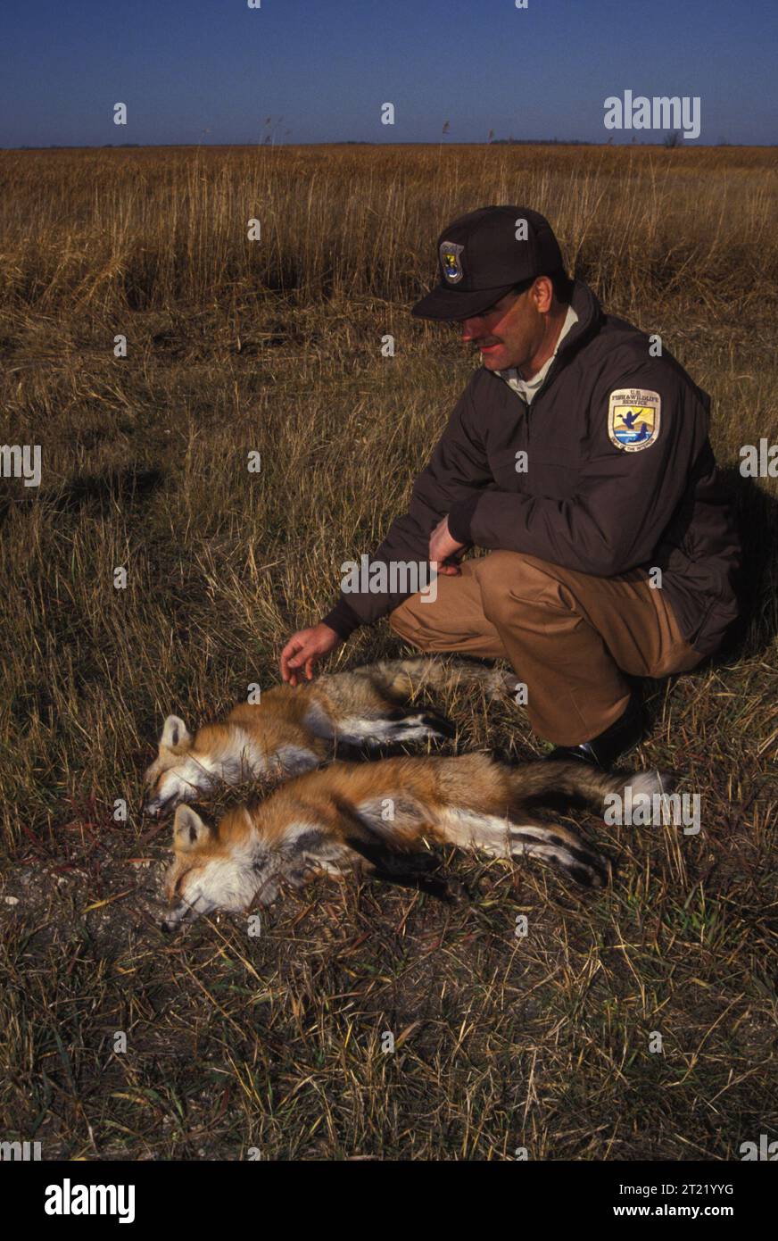 Ein Mitarbeiter des U.S. Fish and Wildlife Service fängt zwei Fuchs im Agassiz National Wildlife Refuge ein. Themen: Raubfischbekämpfung; Raubfischbekämpfung; Angestellte (USFWS); Wildschutzhütten; Fallen; Geschichte, Uniformen, Service-Patch. Lage: Minnesota. Fish and Wildlife Service Site: AGASSIZ NATIONAL WILDLIFE REFUGE. . 1998 - 2011. Stockfoto