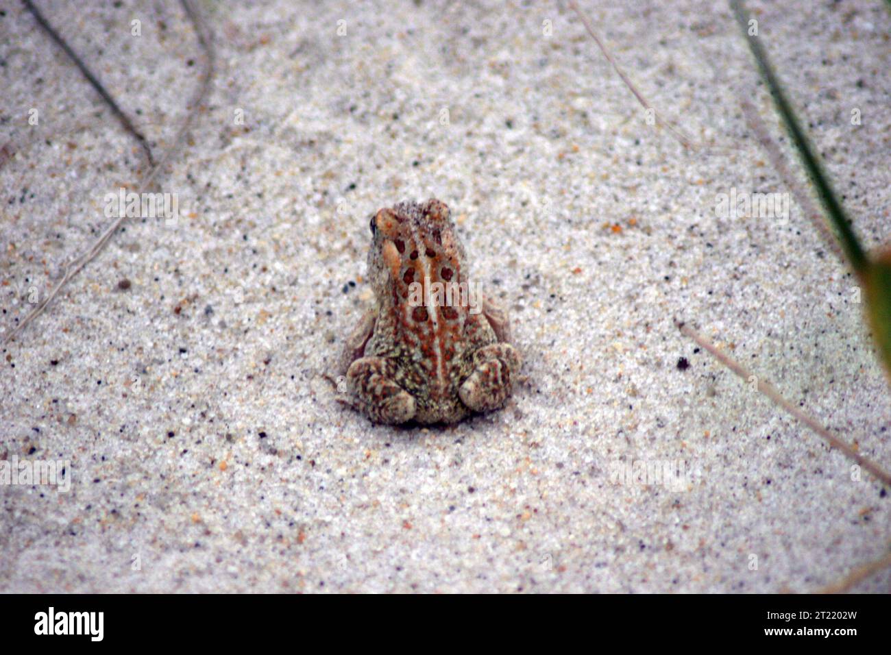 Der Rücken einer fowler's Kröte im Monomoy National Wildlife Refuge, MA. Themen: Amphibien; Wildschutzgebiete. Lage: Massachusetts. Fish and Wildlife Service Site: MONOMOY NATIONAL WILDLIFE REFUGE. . 1998 - 2011. Stockfoto